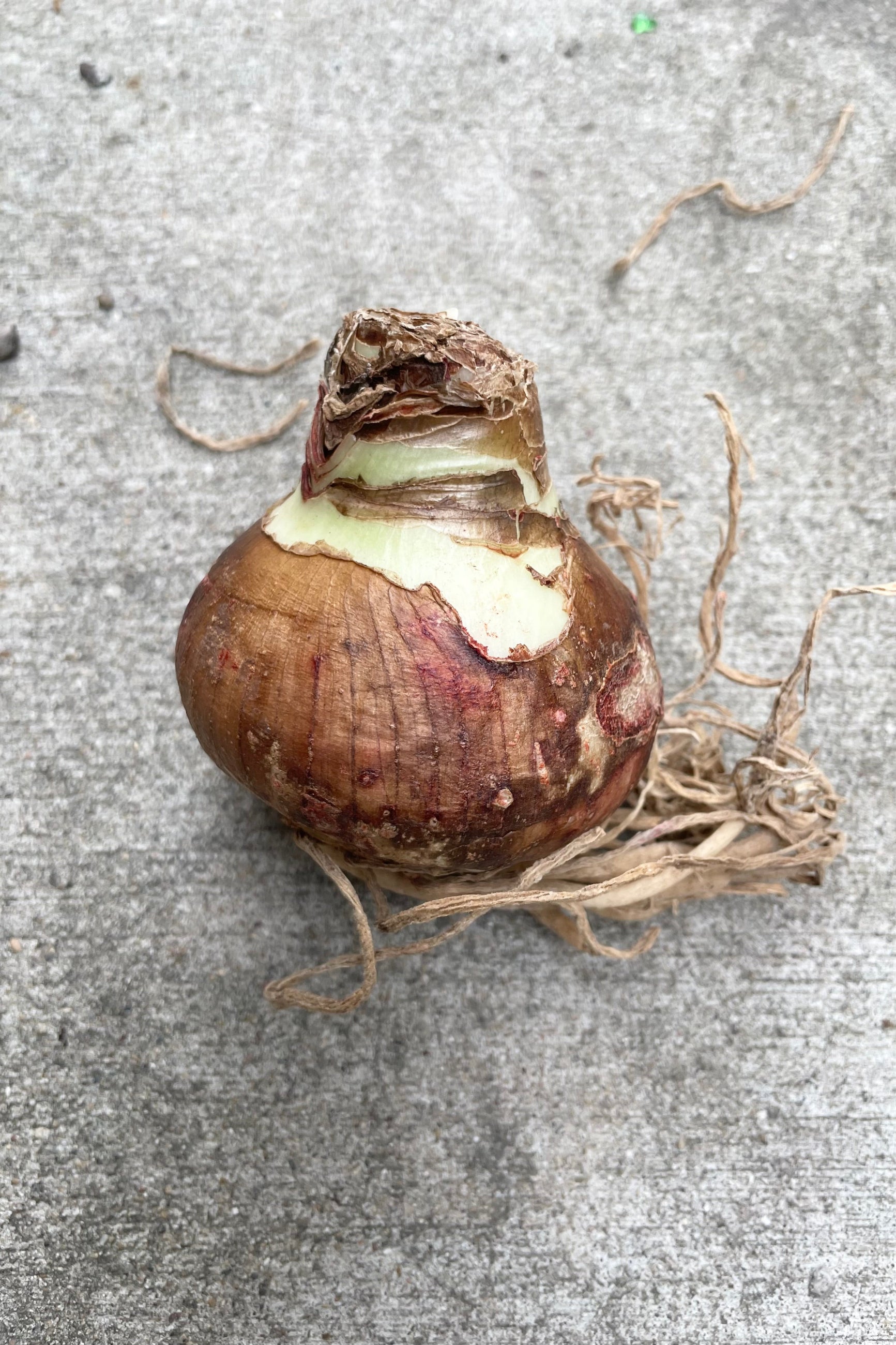 Flower bulb with roots against cement background