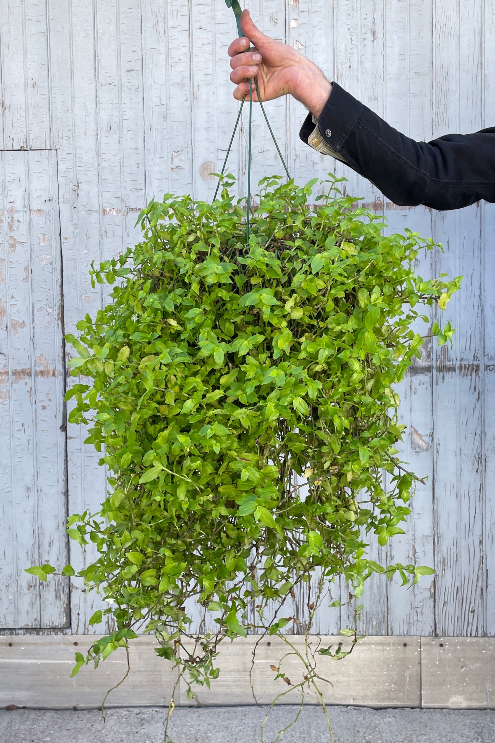 Tradescantia fluminensis 10" being held in front of a wood wall. 