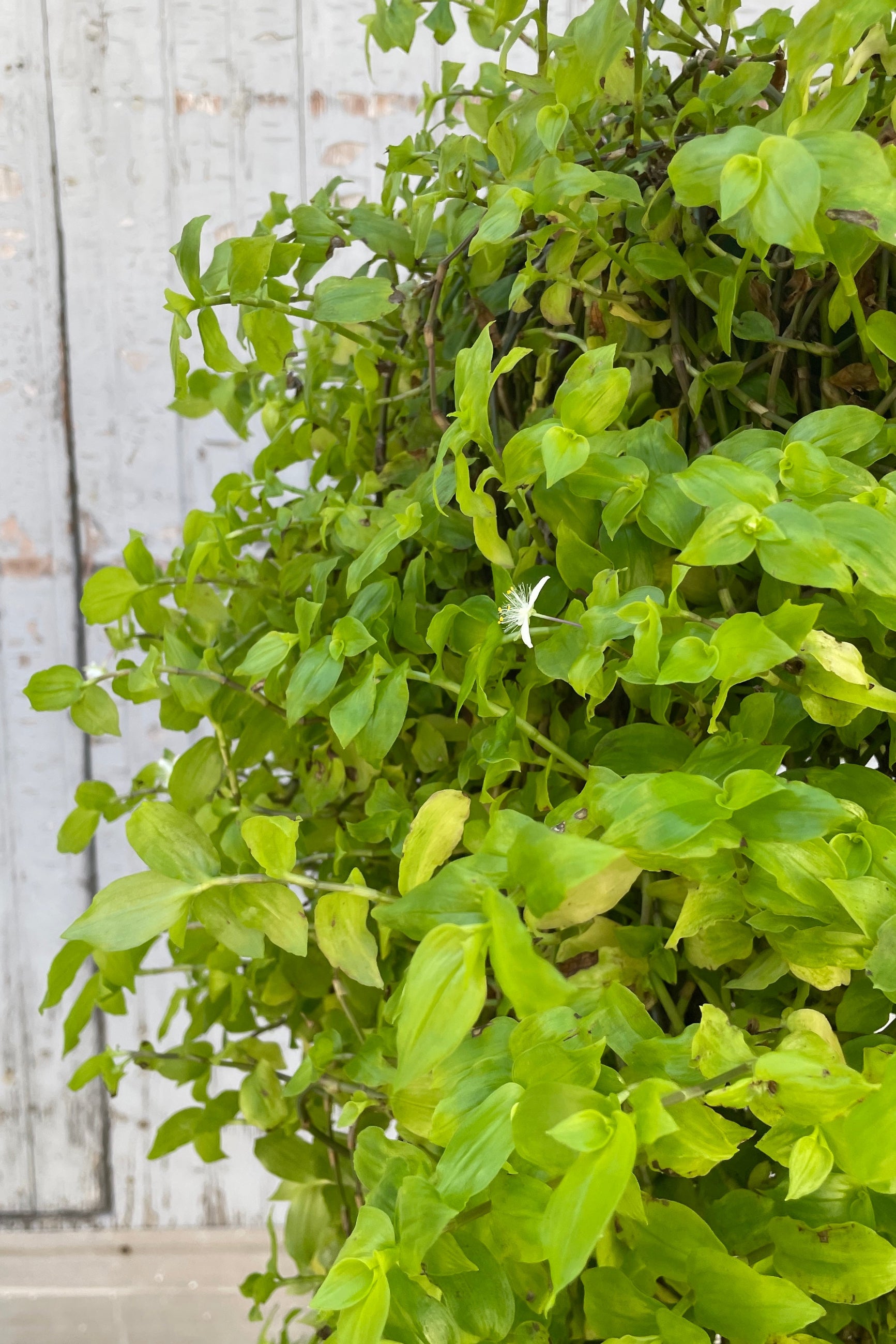 Tradescantia fluminensis detail showing a small white flower in contrast with the bright lemon green leaves. 