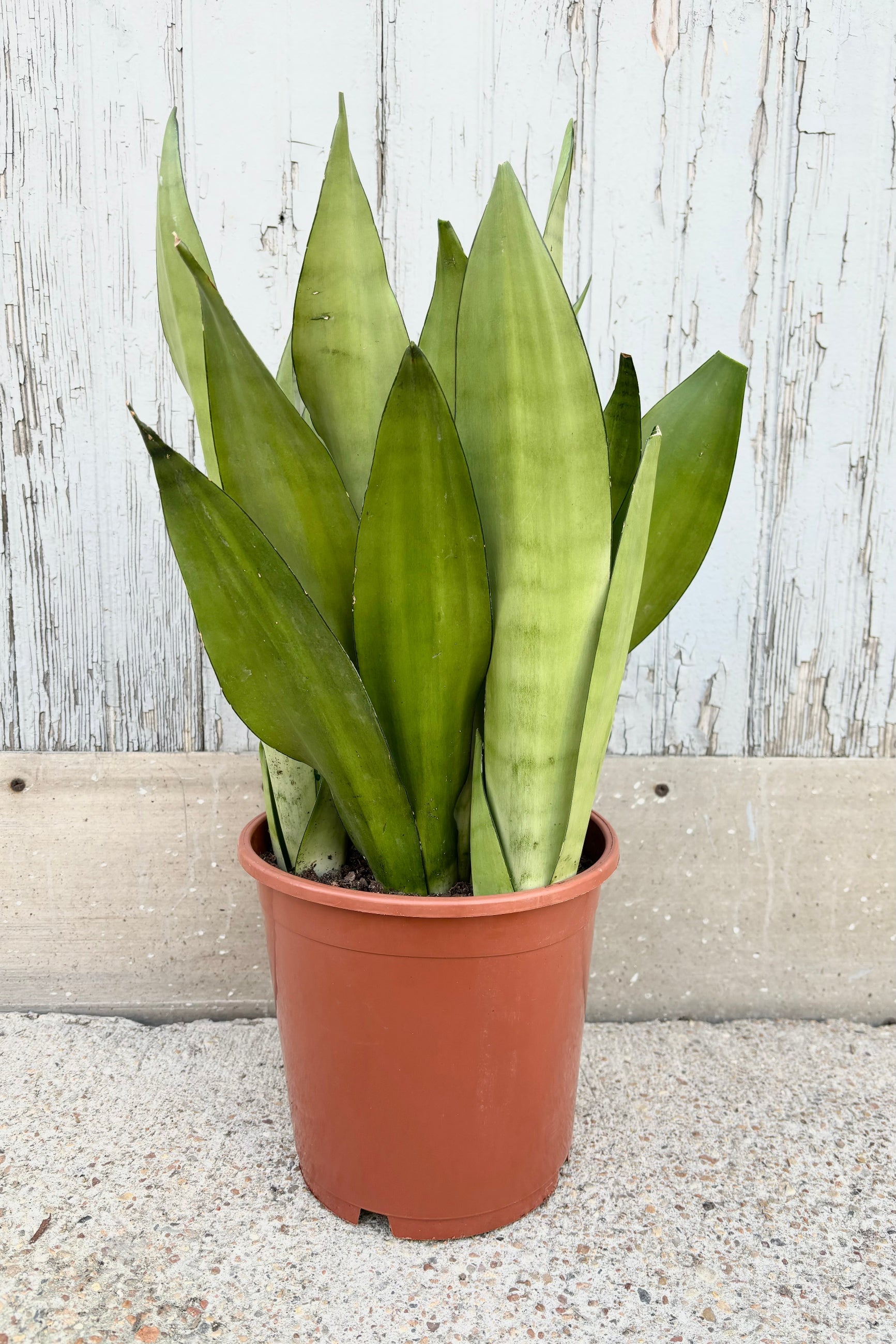 Sanseveria Dracaeana 'Moonshine' Snakeplant in 8" pot against a concrete wall.