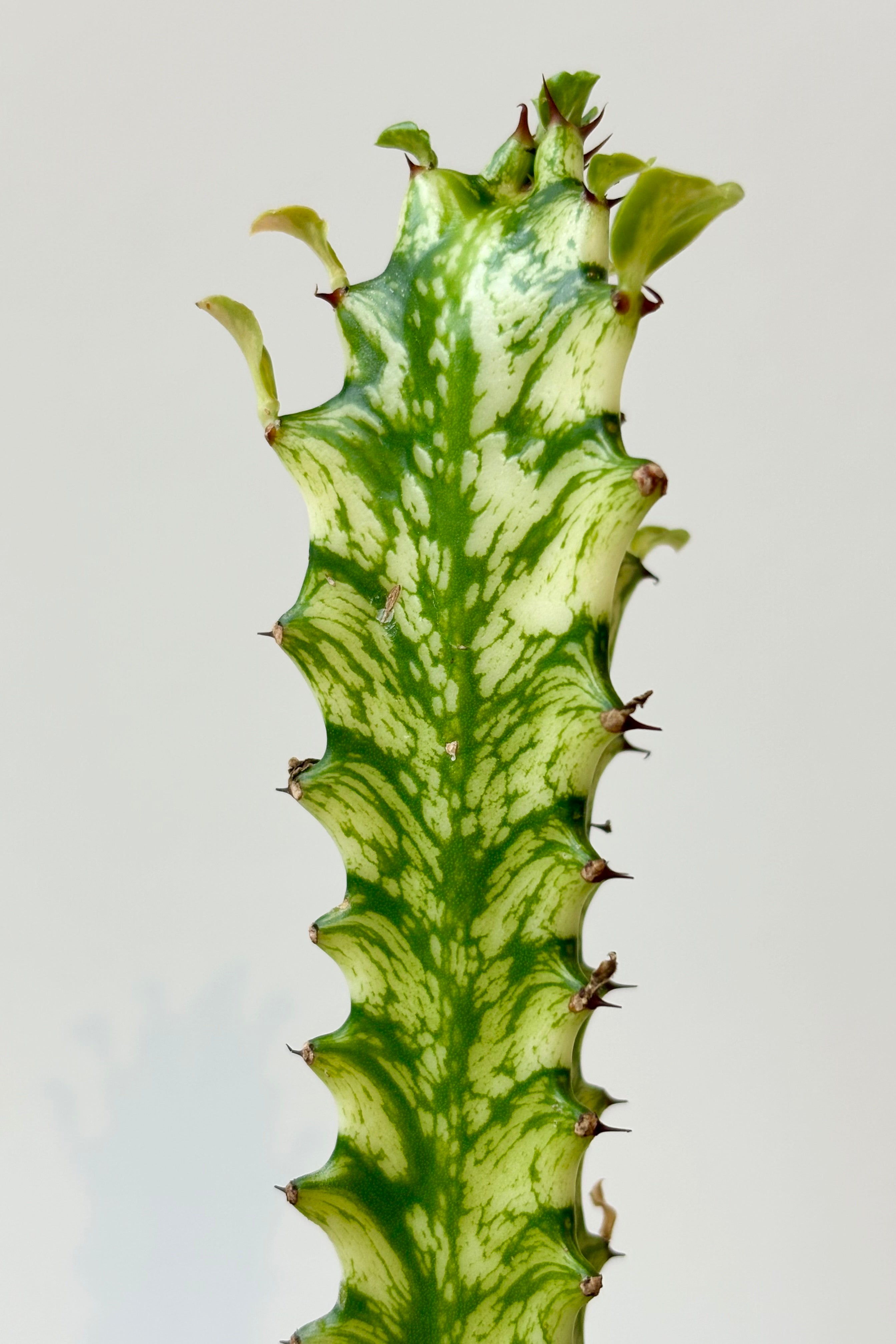 Close up of Euphorbia Trigona featuring yellow and green variegation along the trunk and leaves against white background.