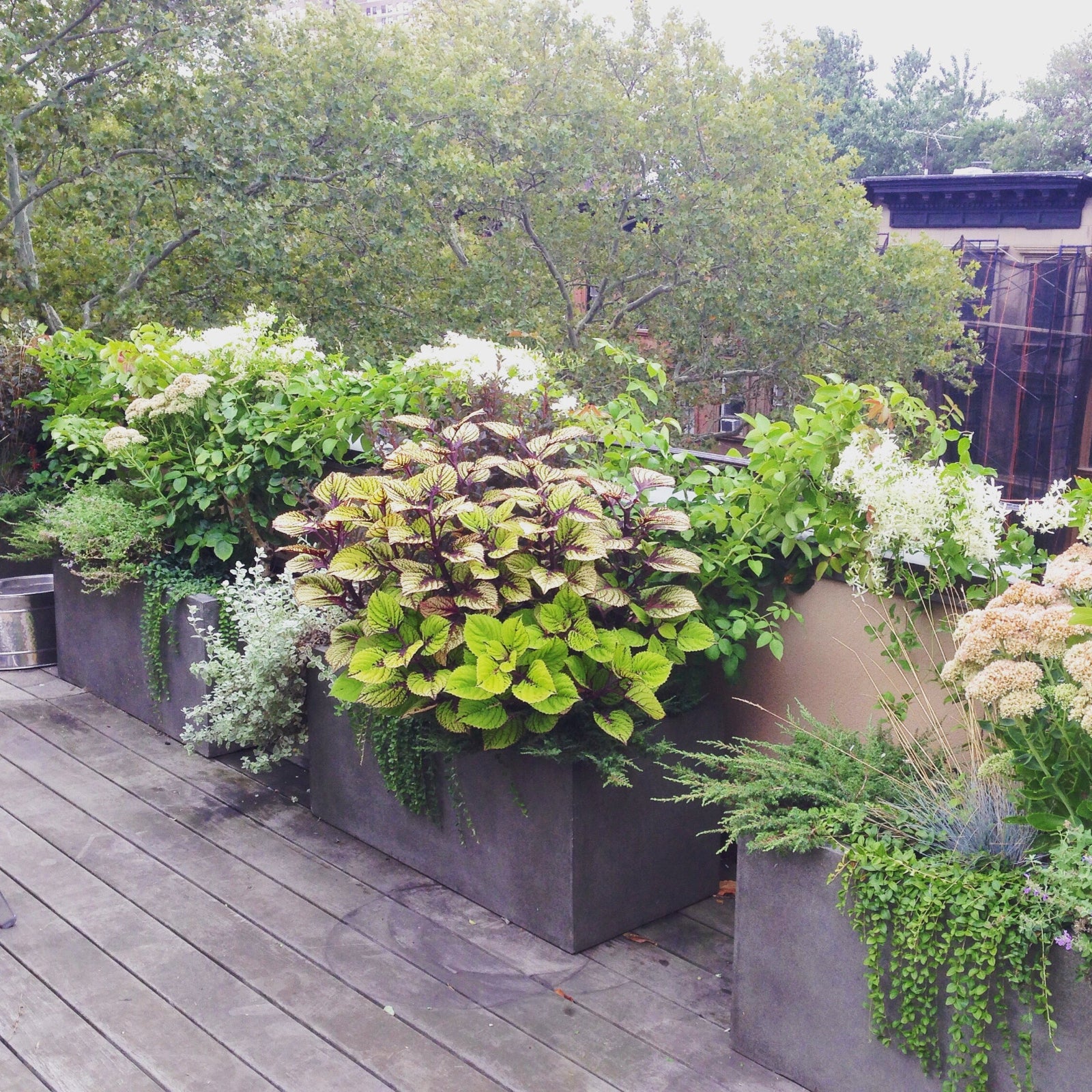 Outdoor garden planters by Sprout-home featuring collection of Sedum, Coleus and various trailing annuals. 