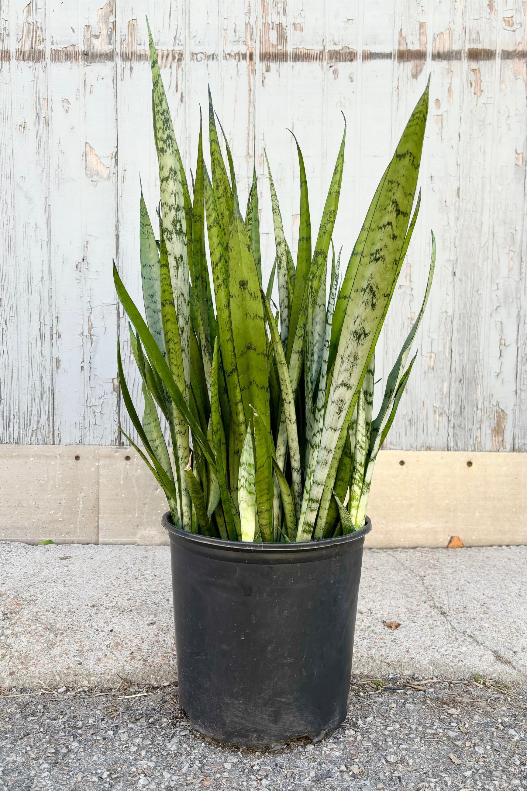 Full view of Sansevieria 'Silver Streak' featuring vertical, spear shaped, silvery green leaves with dark green patterning throughout against grey wall at Sprout-home