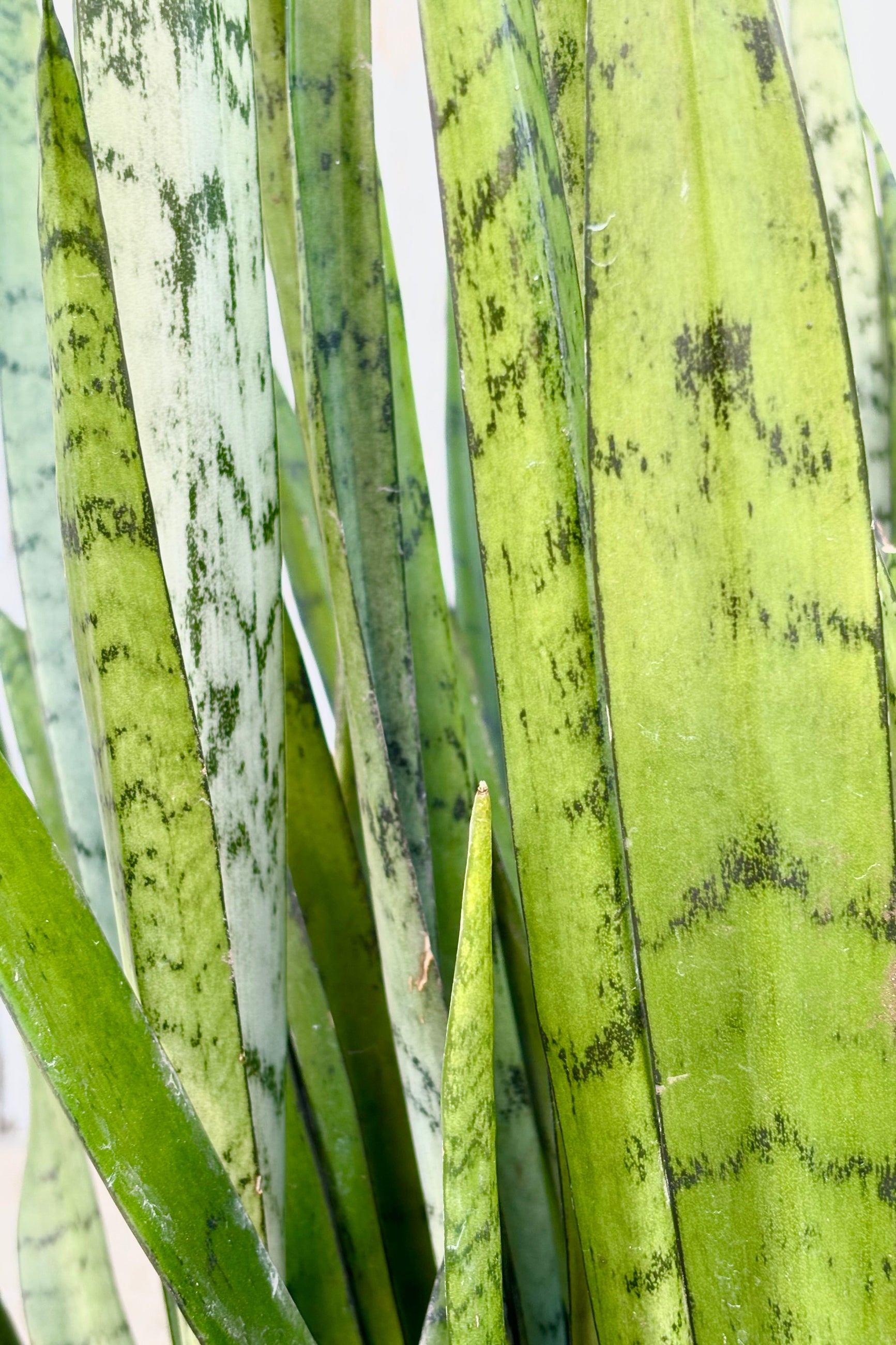 Close up of Sansevieria 'Silver Streak' featuring vertical, spear shaped, silvery green leaves with dark green patterning throughout against grey wall at Sprout-home