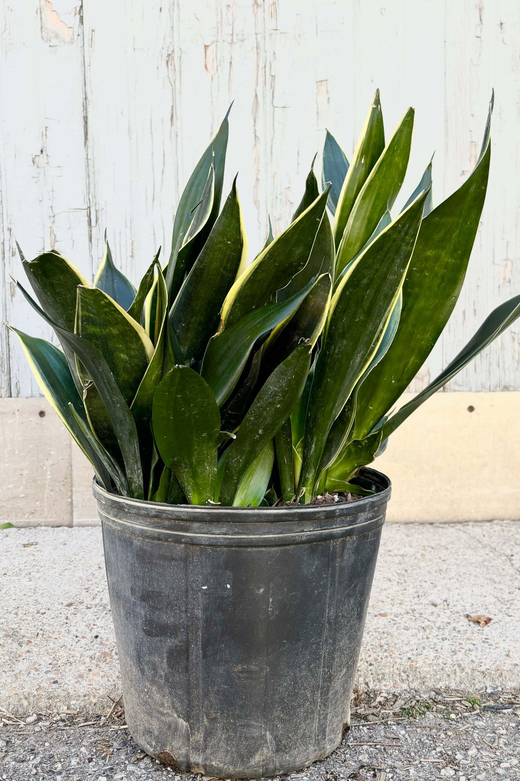 Sansevieria "Snake Plant" 'Fabit' with stout, broad dark green upright leaves and a pale yellow margin in a black pot against grey background at Sprout-home