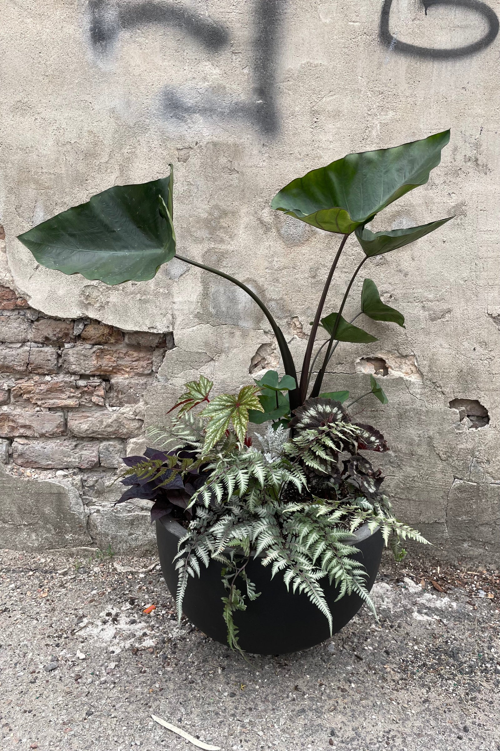 Outdoor annual planter by Sprout-home featuring shades of black in a goth style