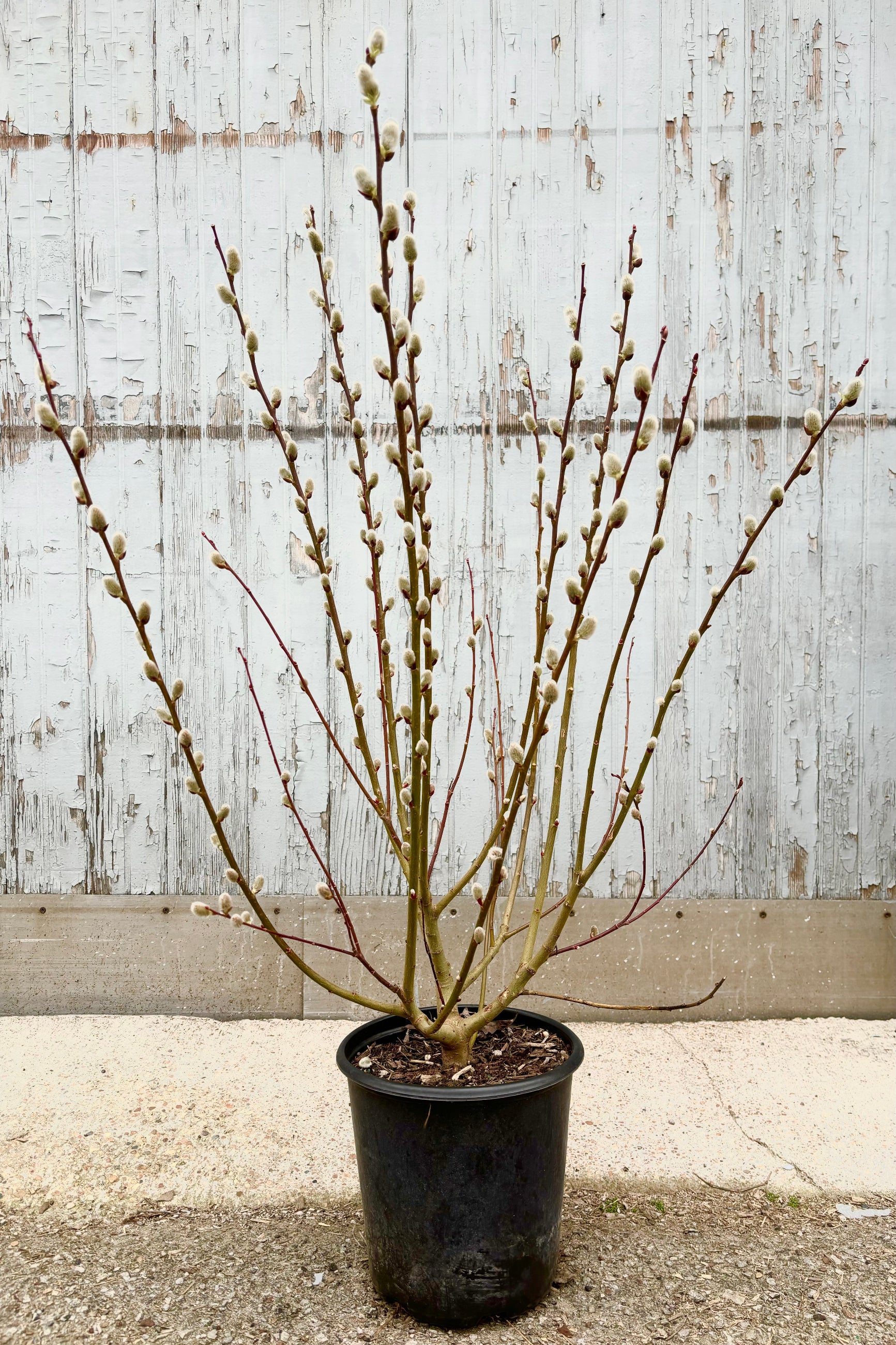 Image of Salix Discolor shrub with tall vertical stems with fuzzy, white catkins throughout against grey wall at Sprout-home.    ©Sprout Home