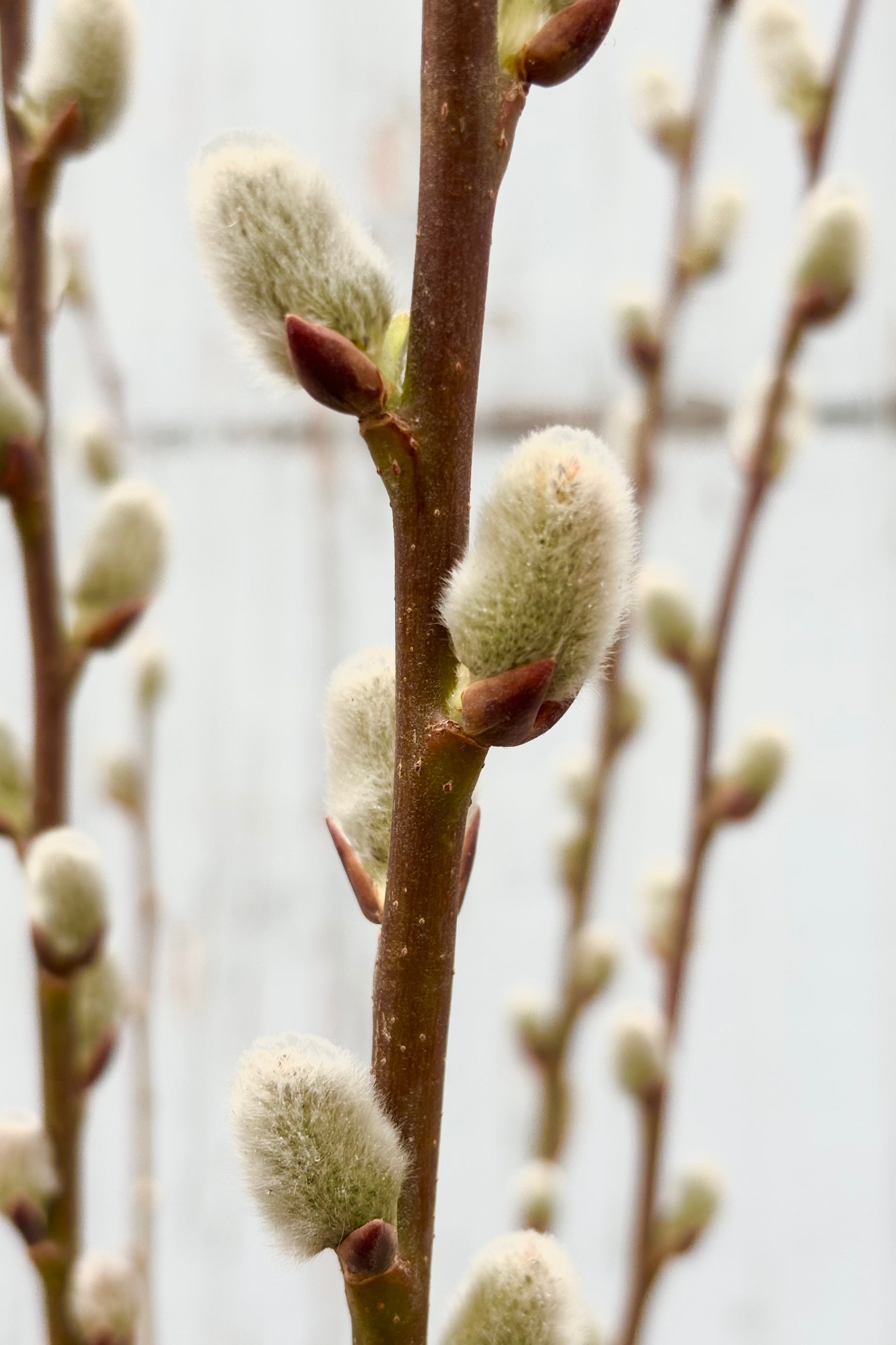 Close up image of Salix Discolor shrub with tall vertical stems with fuzzy, white catkins throughout against grey wall at Sprout-home.    ©Sprout Home