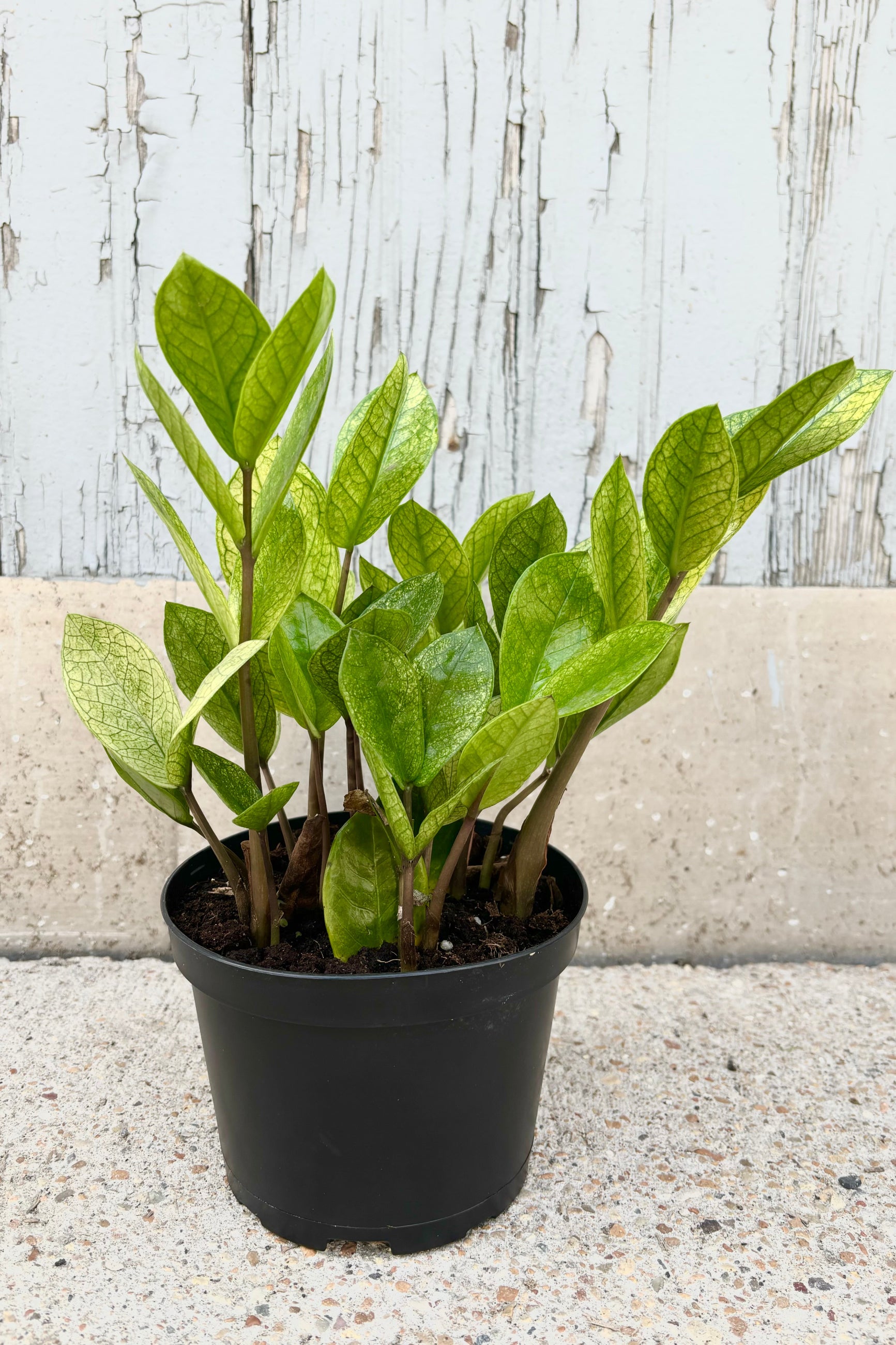 Pale green and yellow leaves of Zamioculcas 'chameleon' on vertical stems in a black plastic grow pot against a cement background