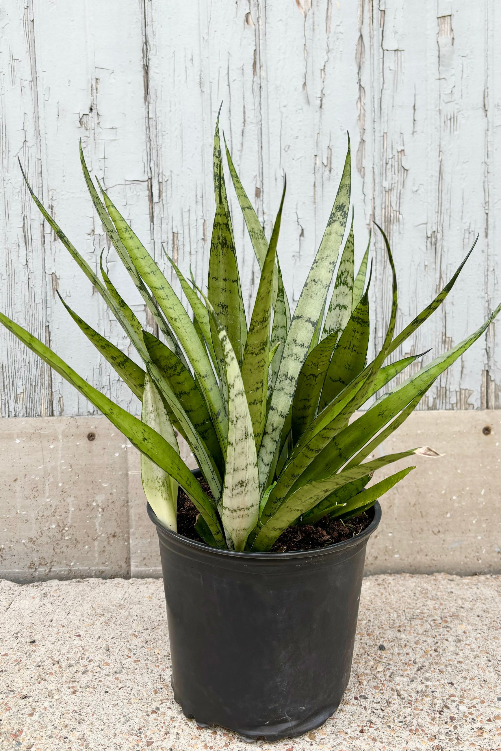 Sansevieria 'Silver Streak' featuring vertical, spear shaped, silvery green leaves with dark green patterning throughout against grey wall at Sprout-home
