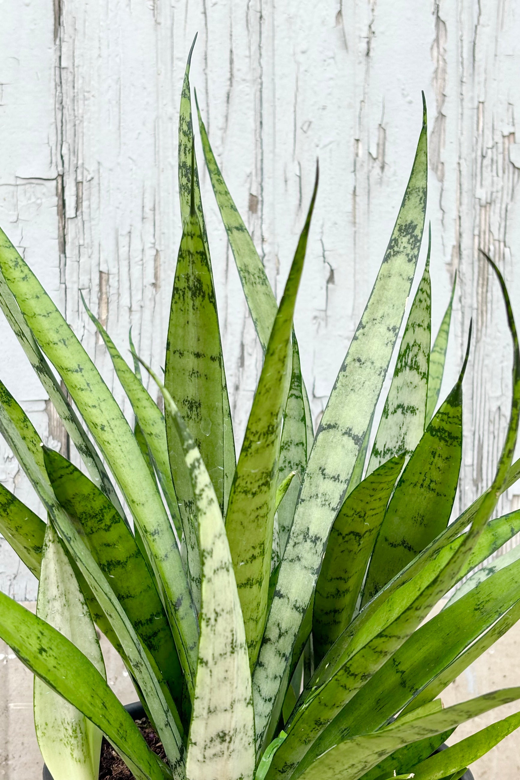 Detail of Sansevieria 'Silver Streak' featuring vertical, spear shaped, silvery green leaves with dark green patterning throughout against grey wall at Sprout-home