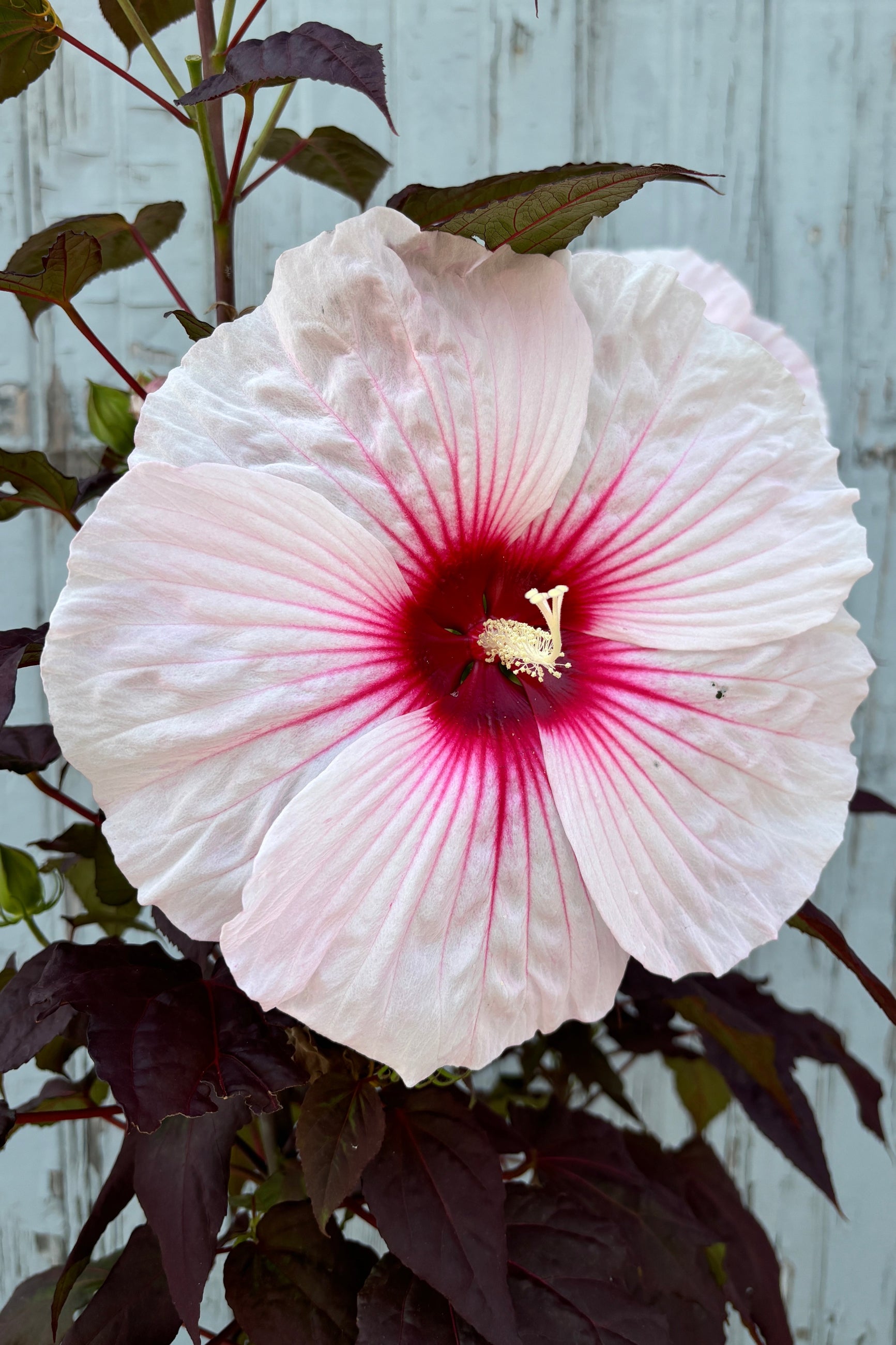 Dark Mystery Hibiscus flower - huge and pink to red!!  ©Sprout Home