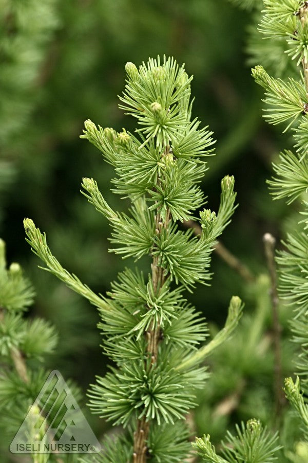 Larix 'Prag' foliage up close ©Iseli Nursery