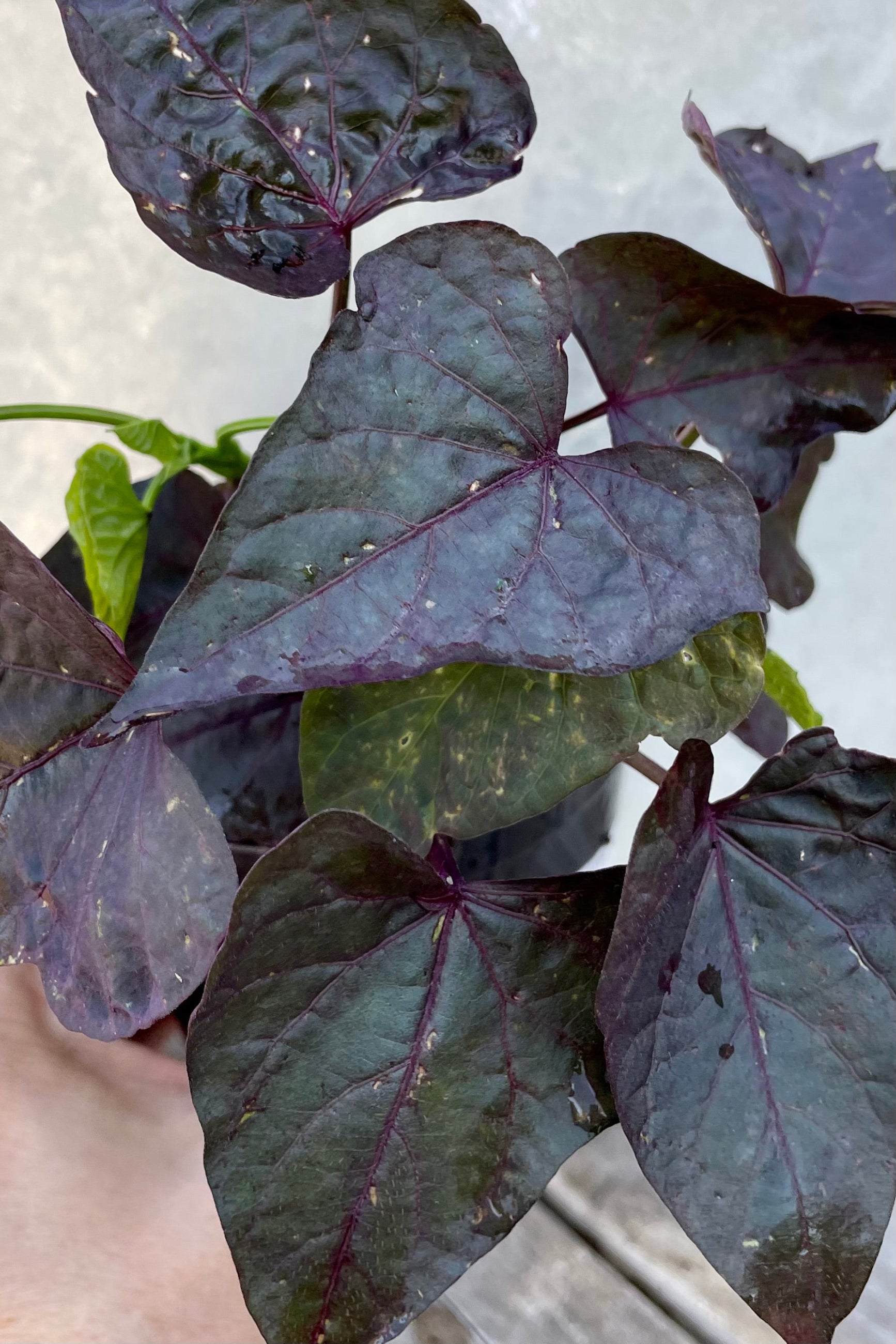 Ipomoea 'Ace of Spades' with its heart shaped dark purple and green leaves.  ©Sprout Home