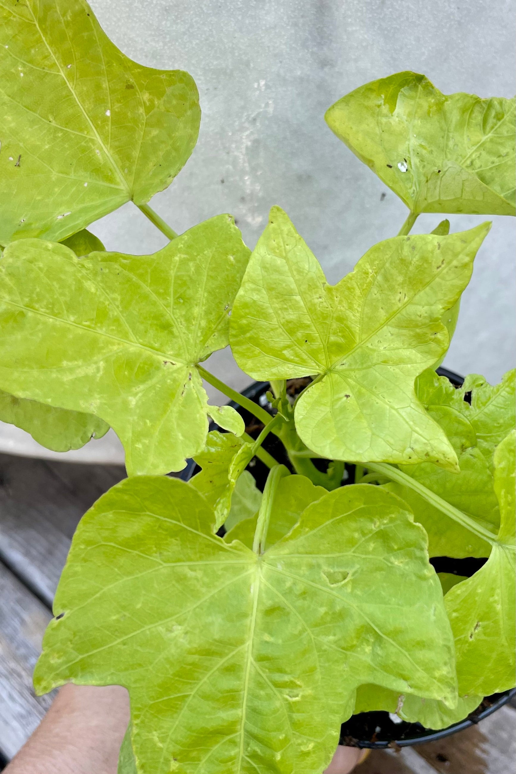 Ipomoea 'Marguerite' sweet potato vine with its bright green leaves. ©Sprout Home