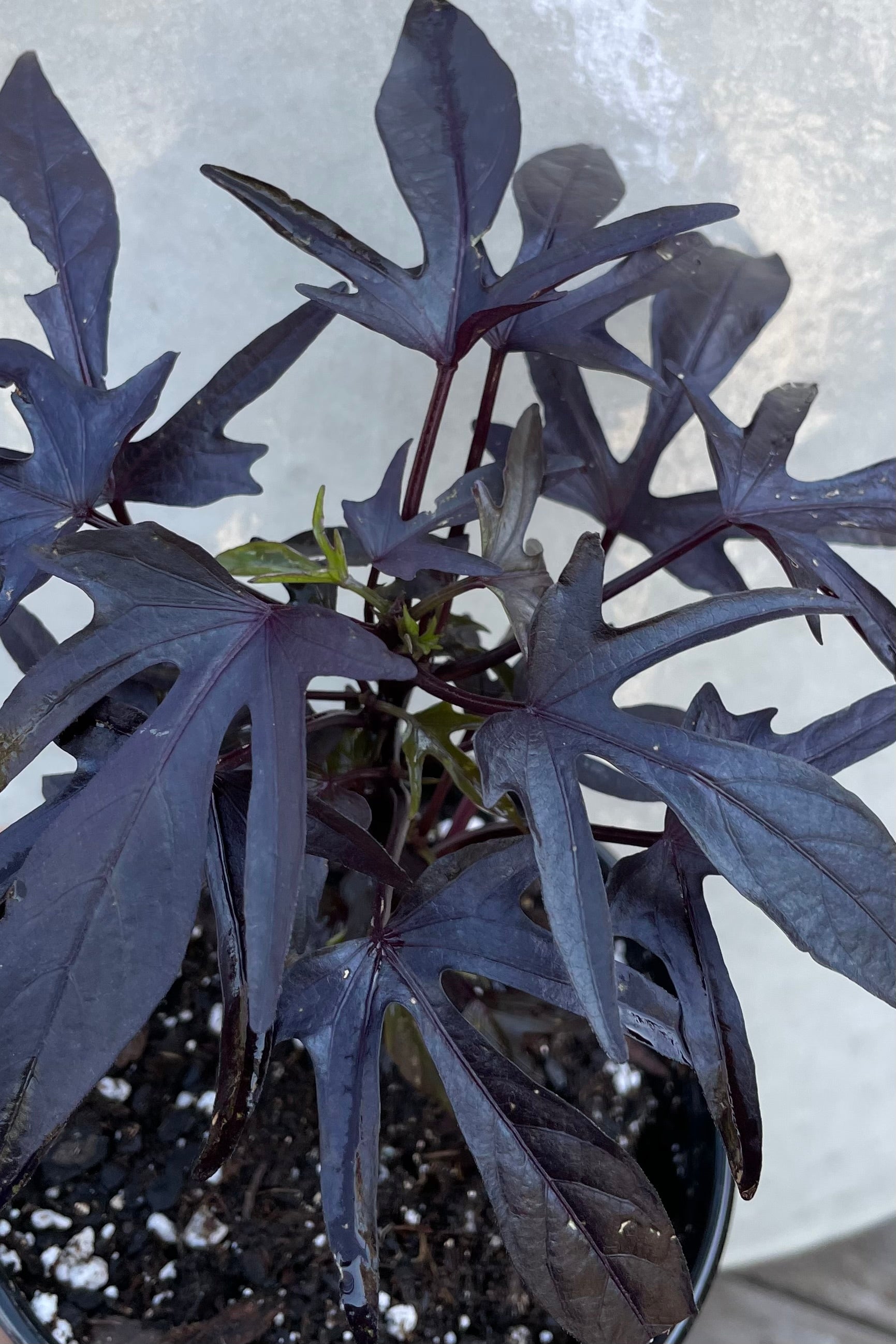 Ipomoea 'Spotlight Black' detail with its dark almost black defined leaves. ©Sprout Home