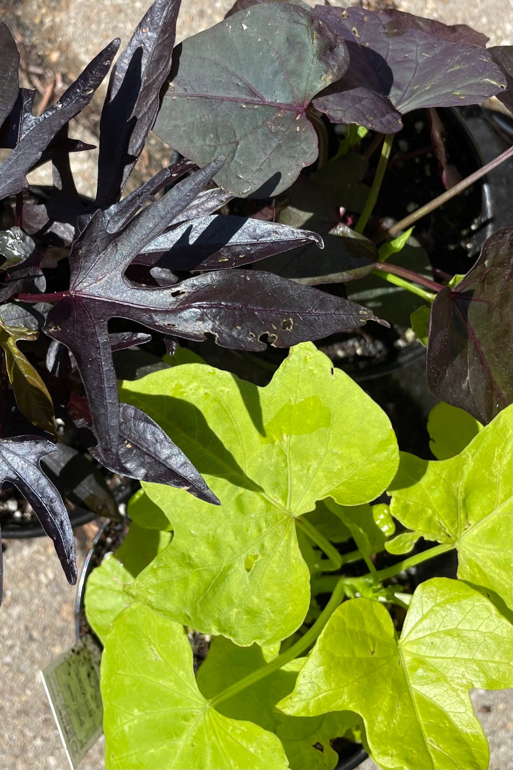 A group of Ipomoea "Sweet Potato Vine" looking from above showing striking bright green and dark purple black leaves.  ©Sprout Home