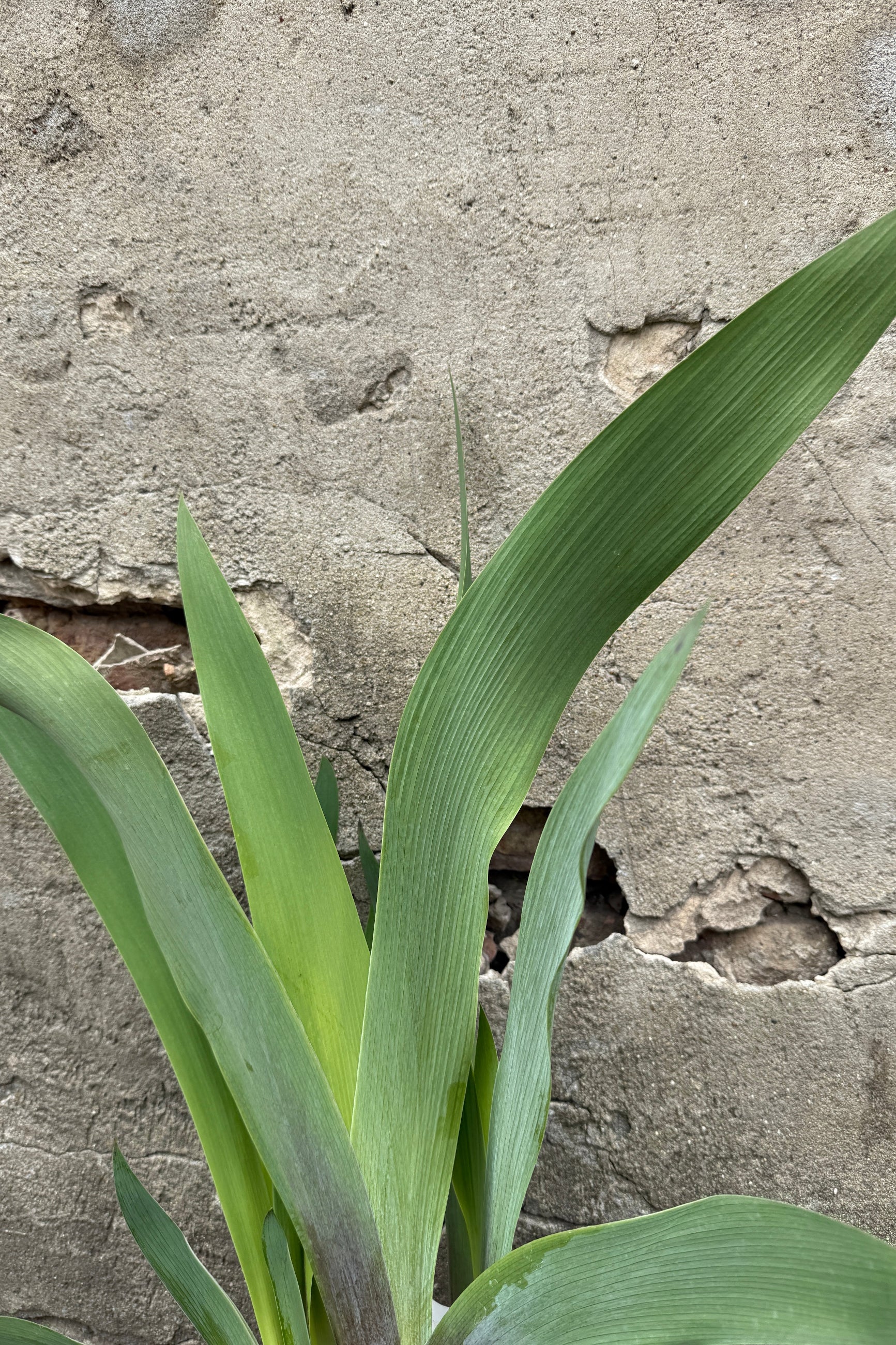 Iris 'War Chief' blue green leaves up close in April ©Sprout Home 