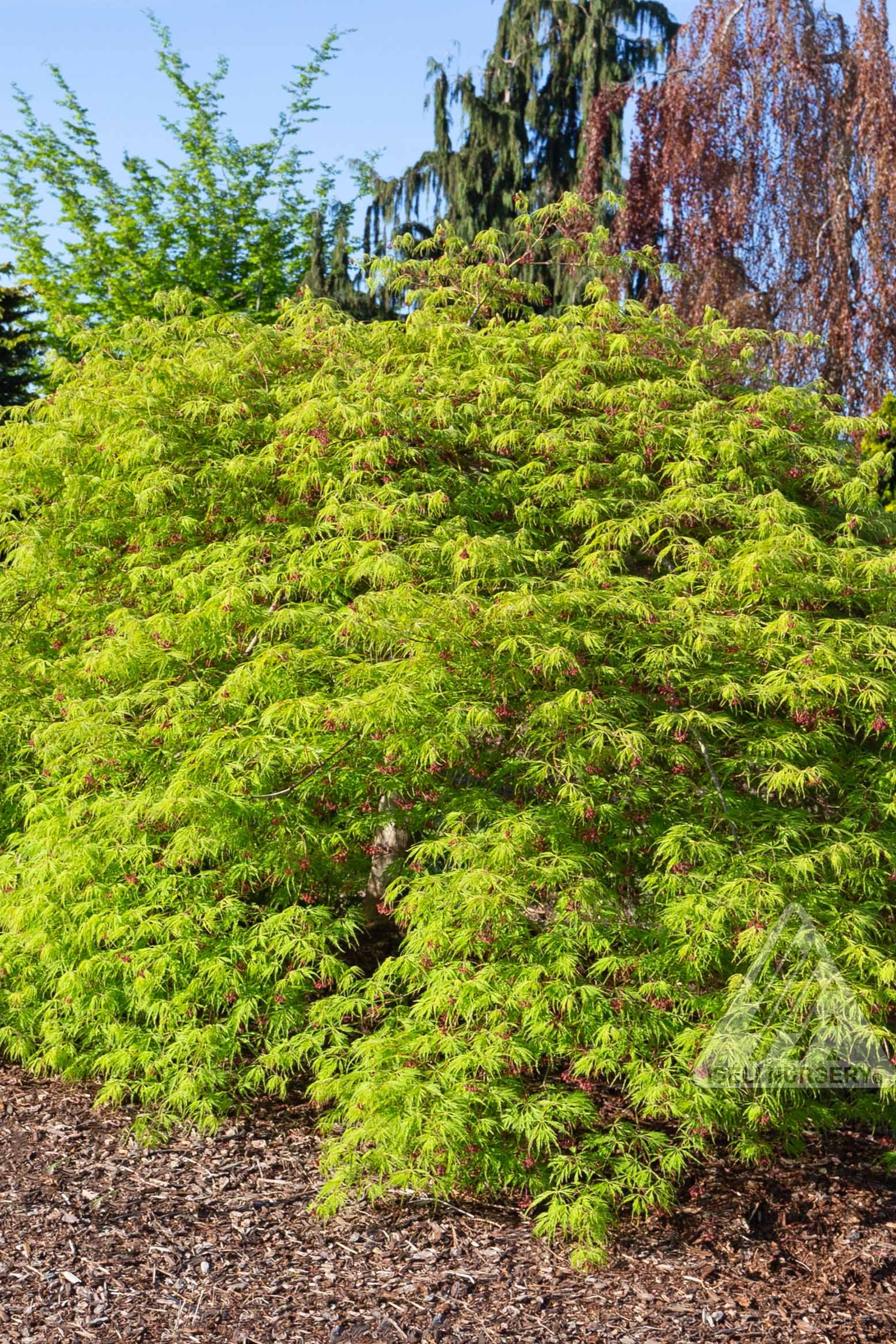 Acer 'Wabi Sabi' with its spring coloration ©Iseli Nursery