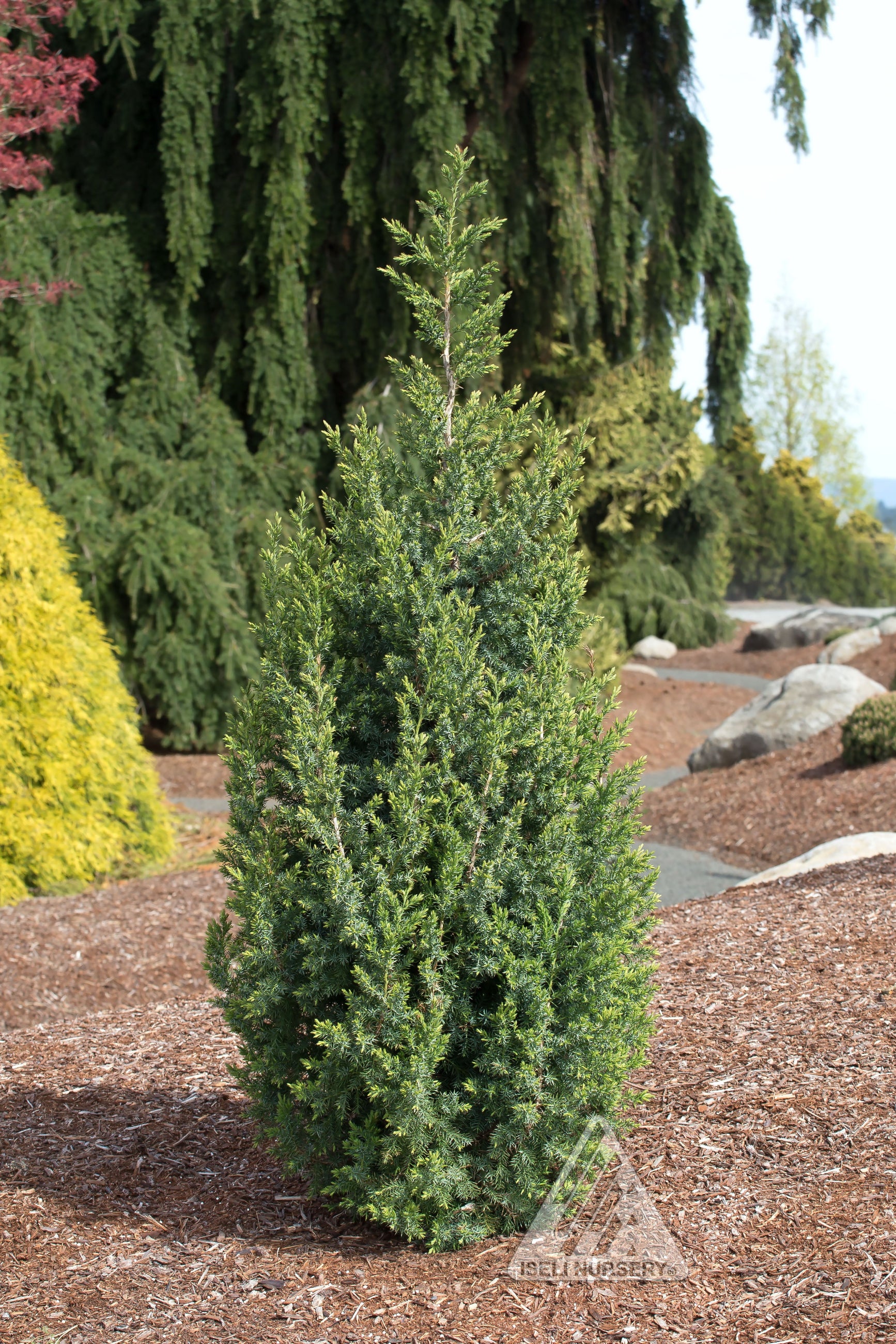Juniperus 'Star Power' in a garden at Iseli Nursery ©Iseli Nursery