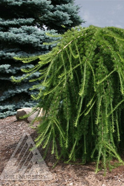 a Mature Larix 'Varied Directions' planted in a landscape ©Iseli Nursery