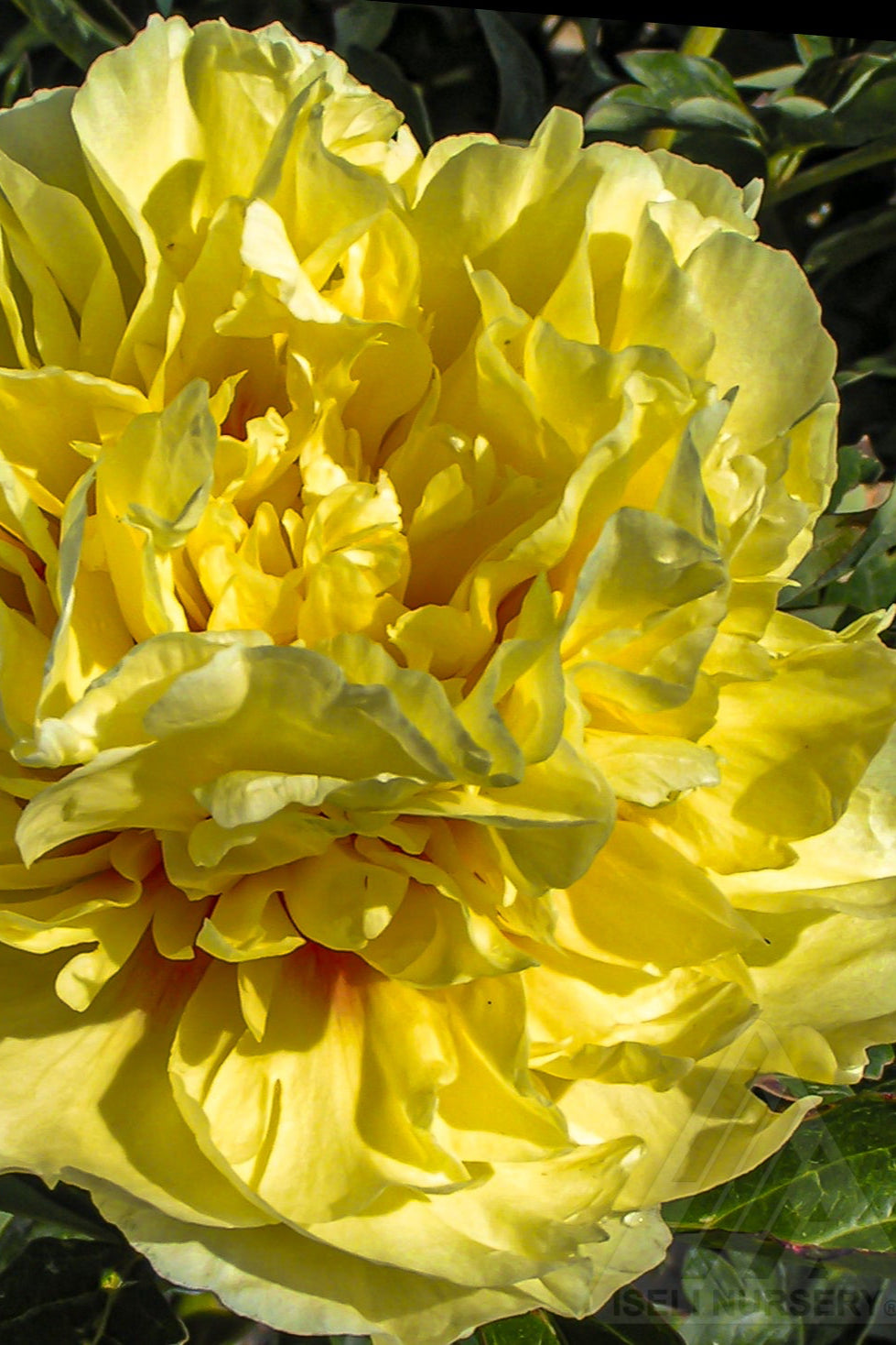 Itoh peony 'Duchesse de Lorraine' huge yellow flower in bloom and up close ©Iseli Nursery