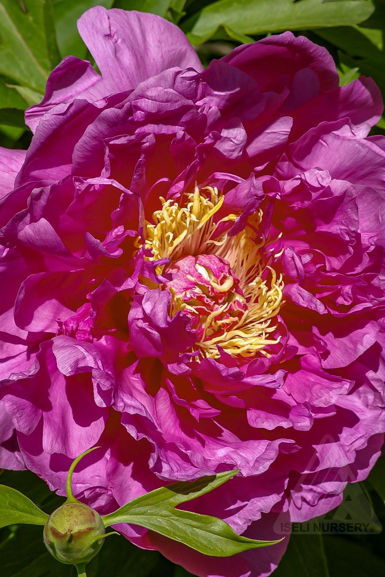Paeonia 'Gorden E. Simonson' in bloom showing the huge bright fuchsia flower  ©Iseli Nursery