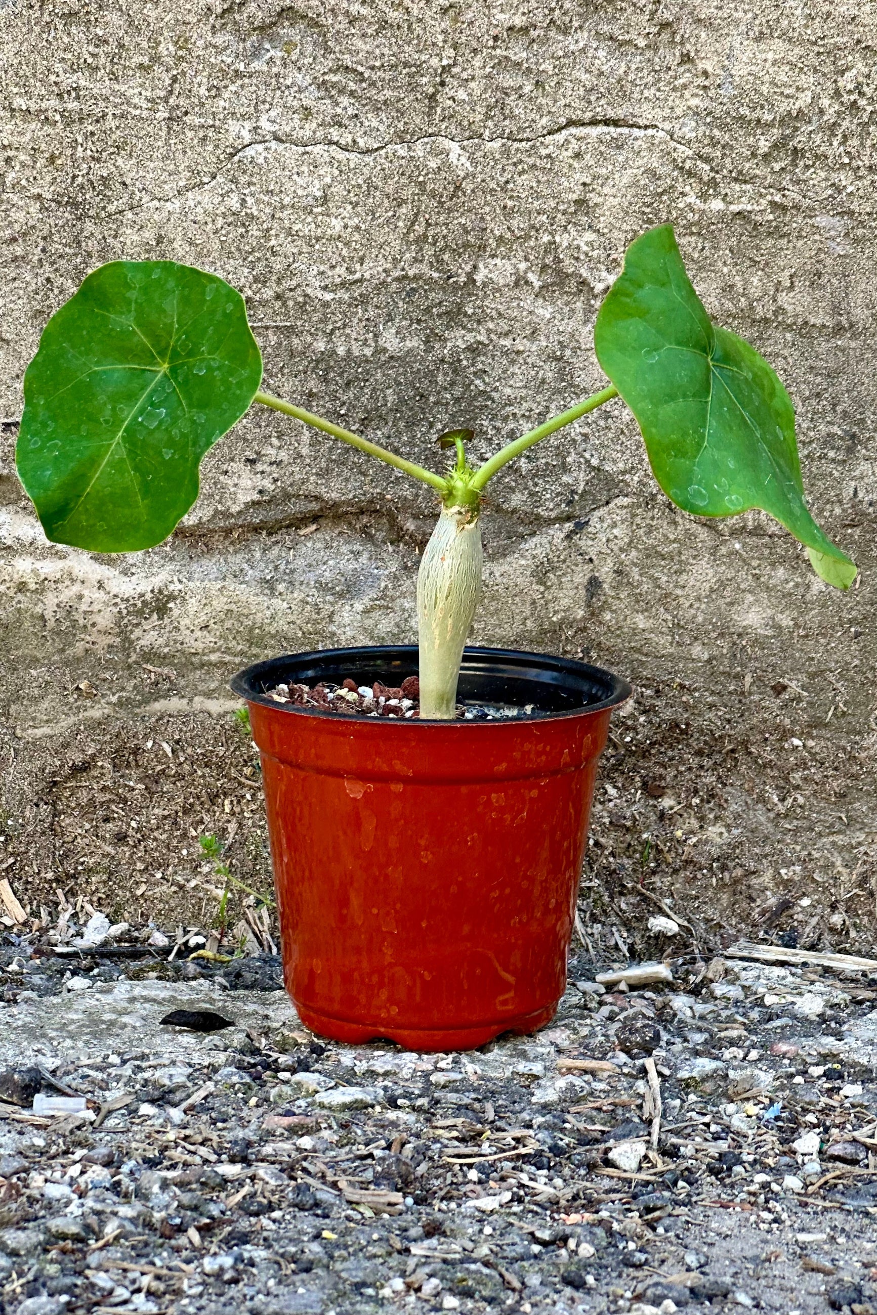 Jatropha podagrica plant in a 4" growers pot with two leaves against a concrete wall at Sprout-home.
