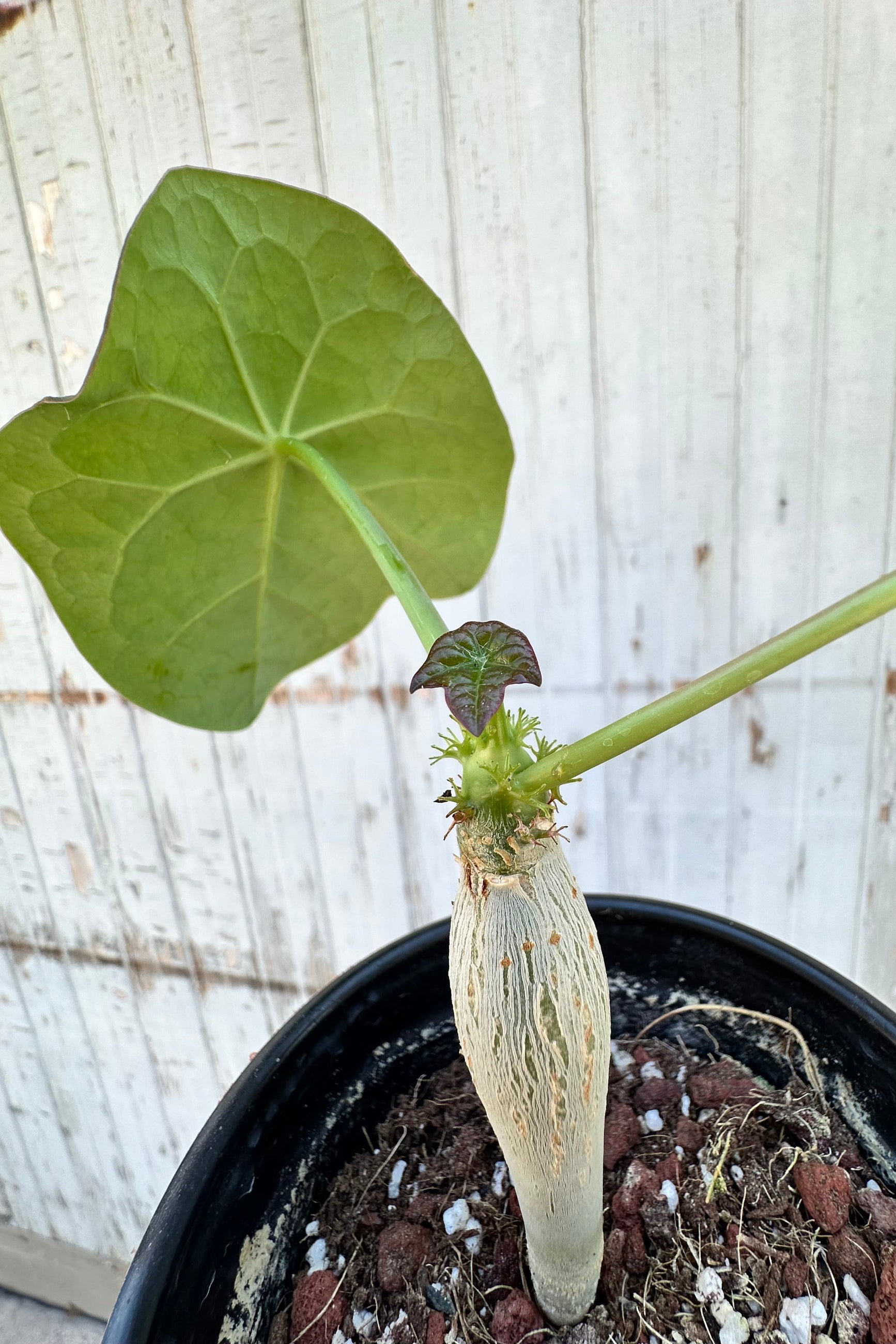 Detail of the fresh leaves above the caudex on the Jatropha podagrica/
