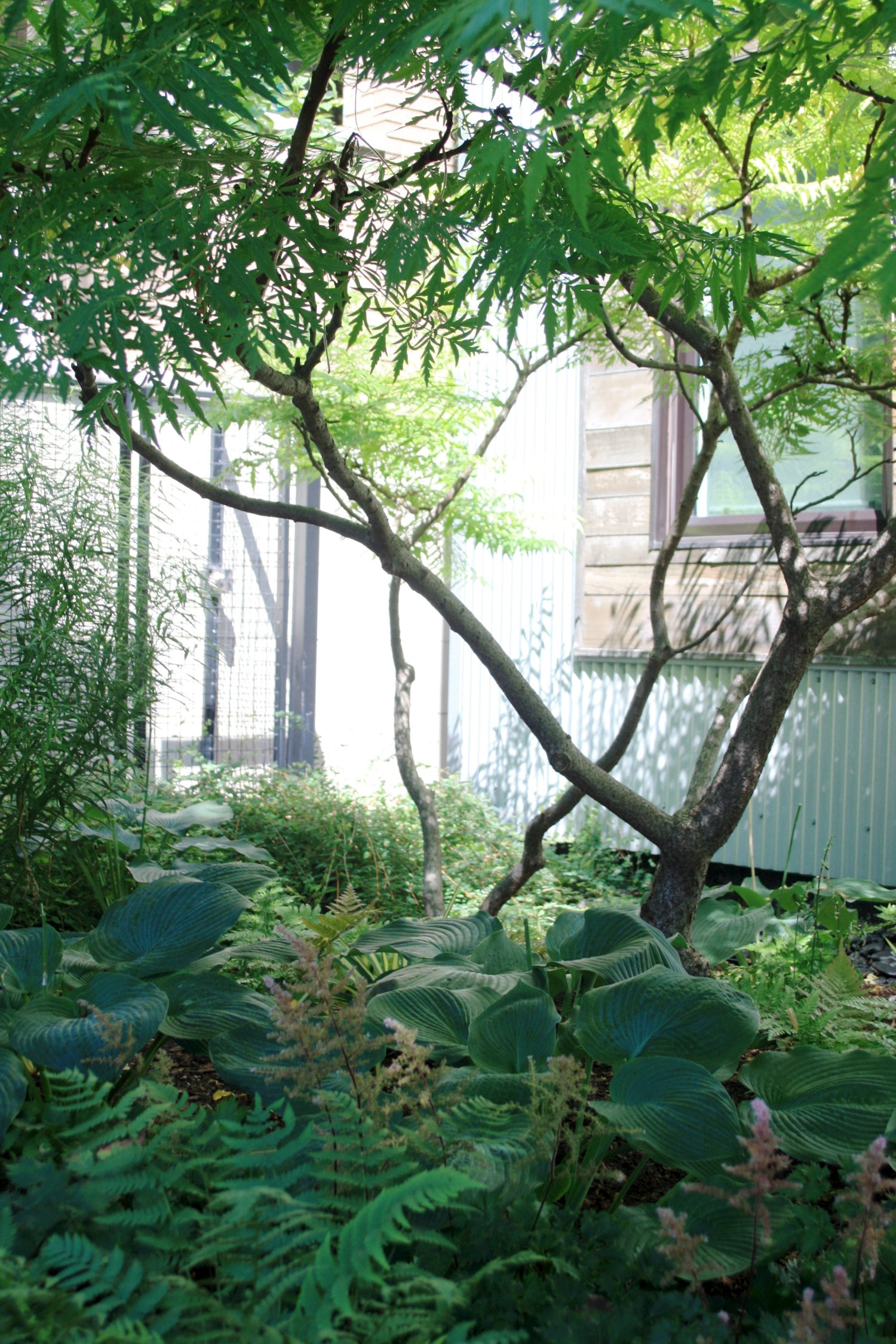 Shade garden landscape under a tree by Sprout-home at a clients home.