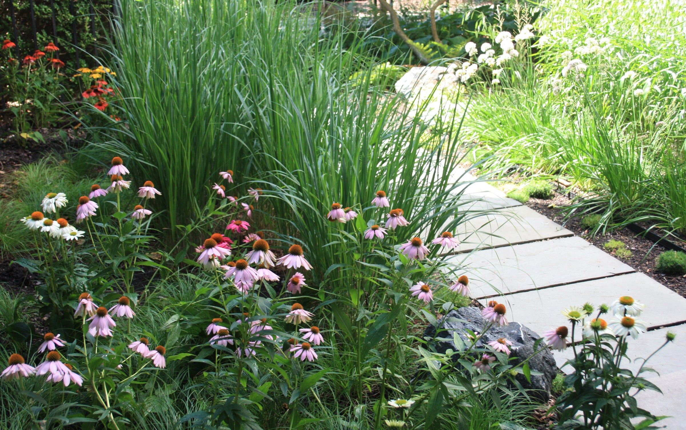 Sprout Home's clients landscape featuring ornamental grasses and echinacea mid summer in bloom.