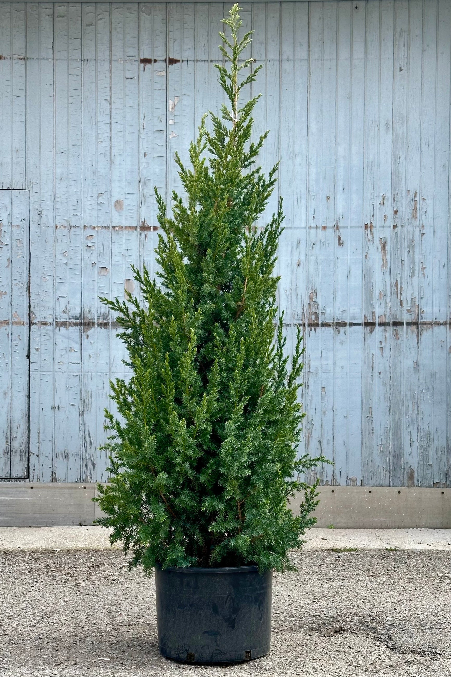 Juniperus x 'Star Power' in a #6 growers pot standing tall, the end of April, in front of a gray wood wall.  ©Sprout Home