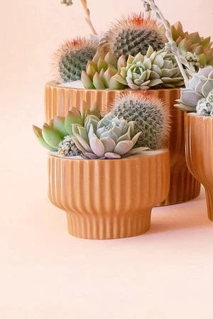 Presley Pedestal Planter Ginger with succulents potted inside by Jungle  Club