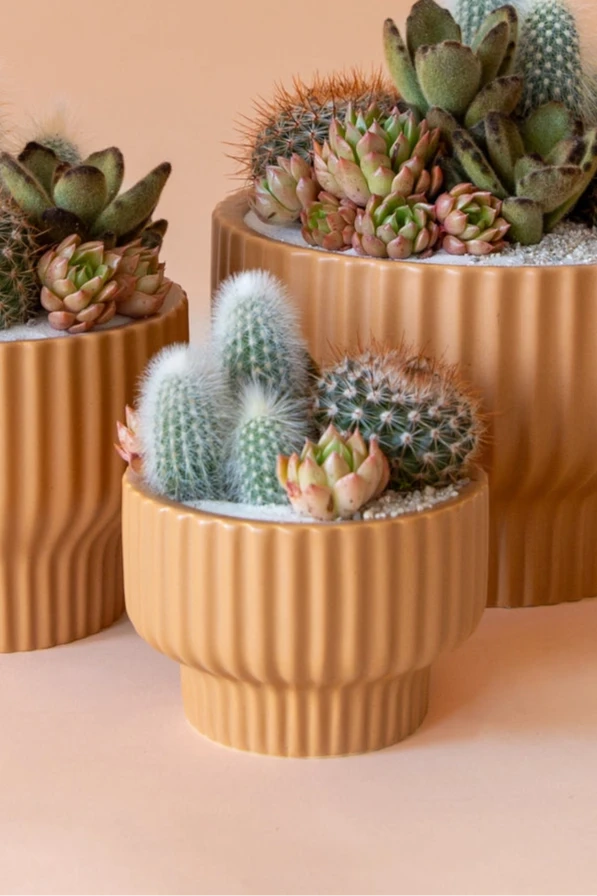Presley Pedestal Planter Ginger with succulents potted inside by Jungle  Club