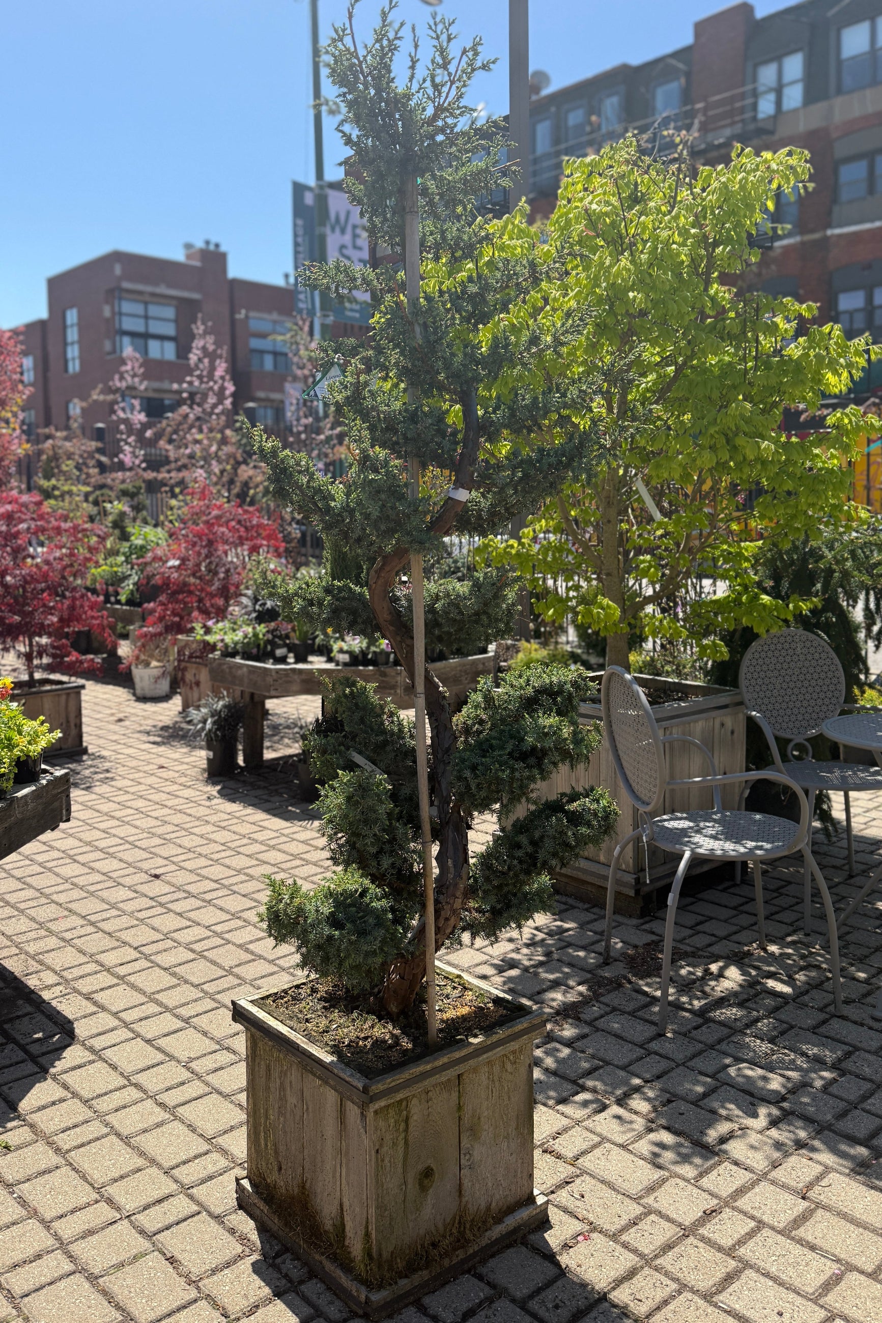 Juniperus chinensis 'Blue Alps' Sculpted in a #15 planter box in April ©Sprout Home