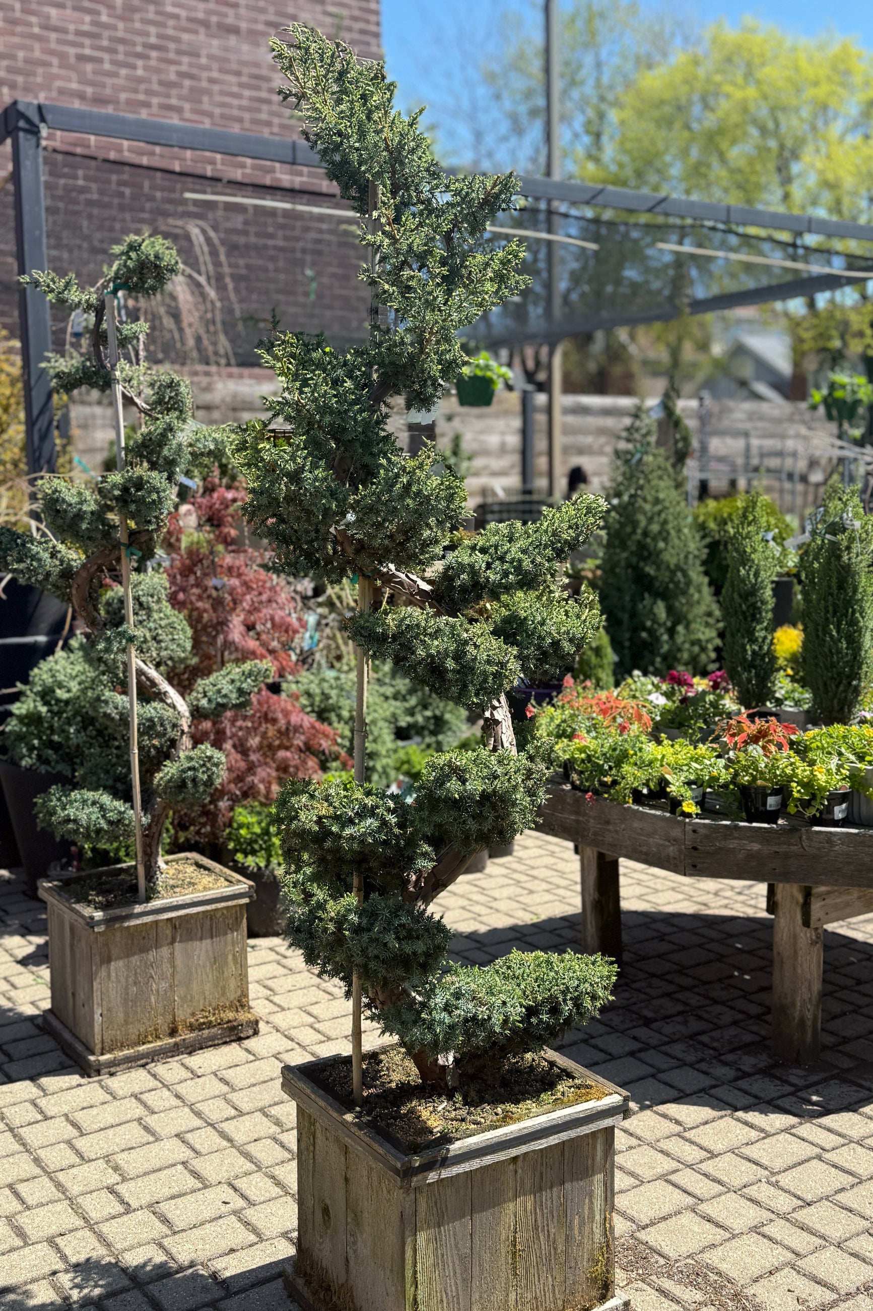 Juniperus chinensis 'Blue Alps' Sculpted in a #15 planter box in April ©Sprout Home
