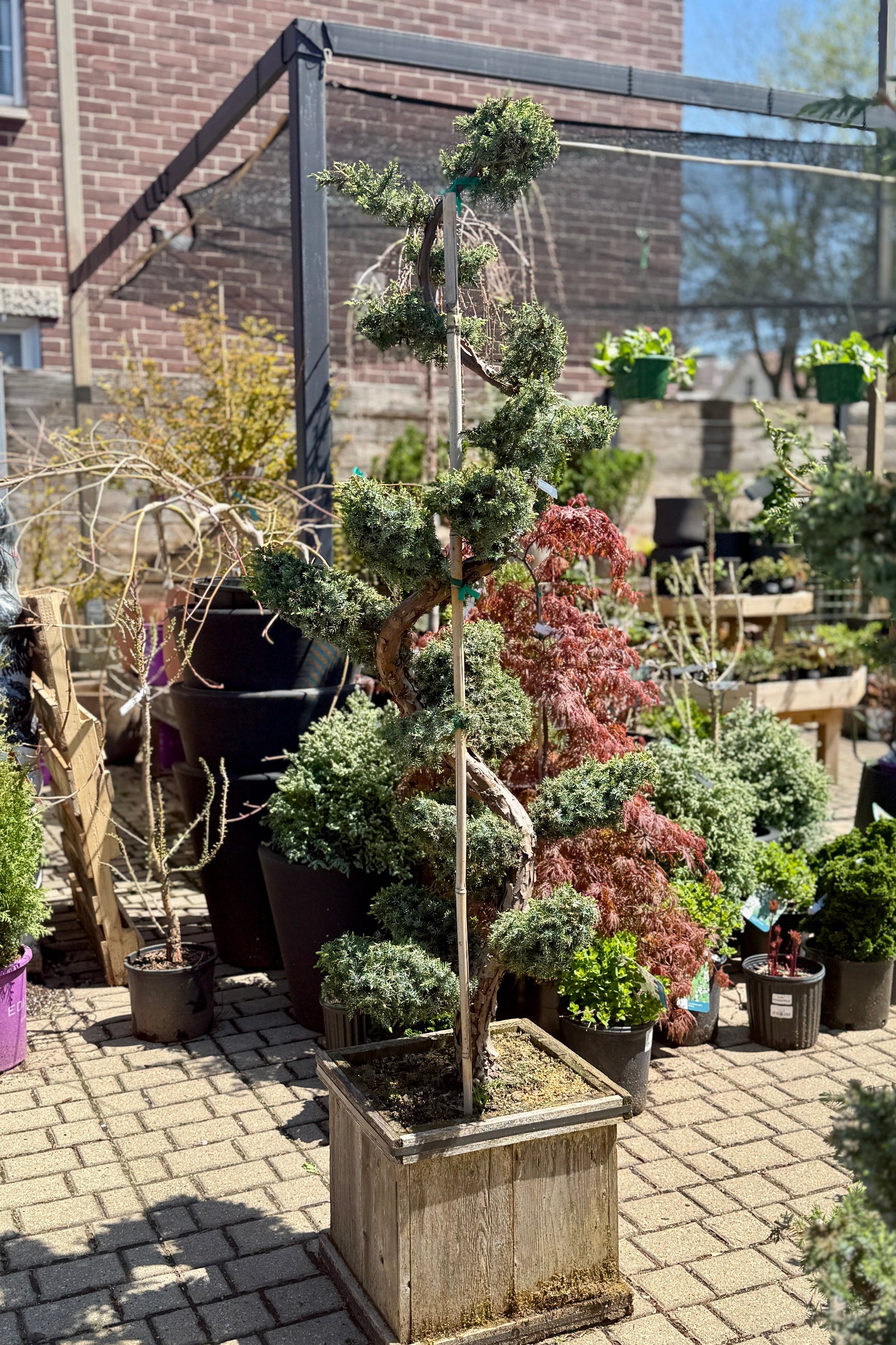 Juniperus chinensis 'Blue Alps' Sculpted in a #15 planter box in April ©Sprout Home