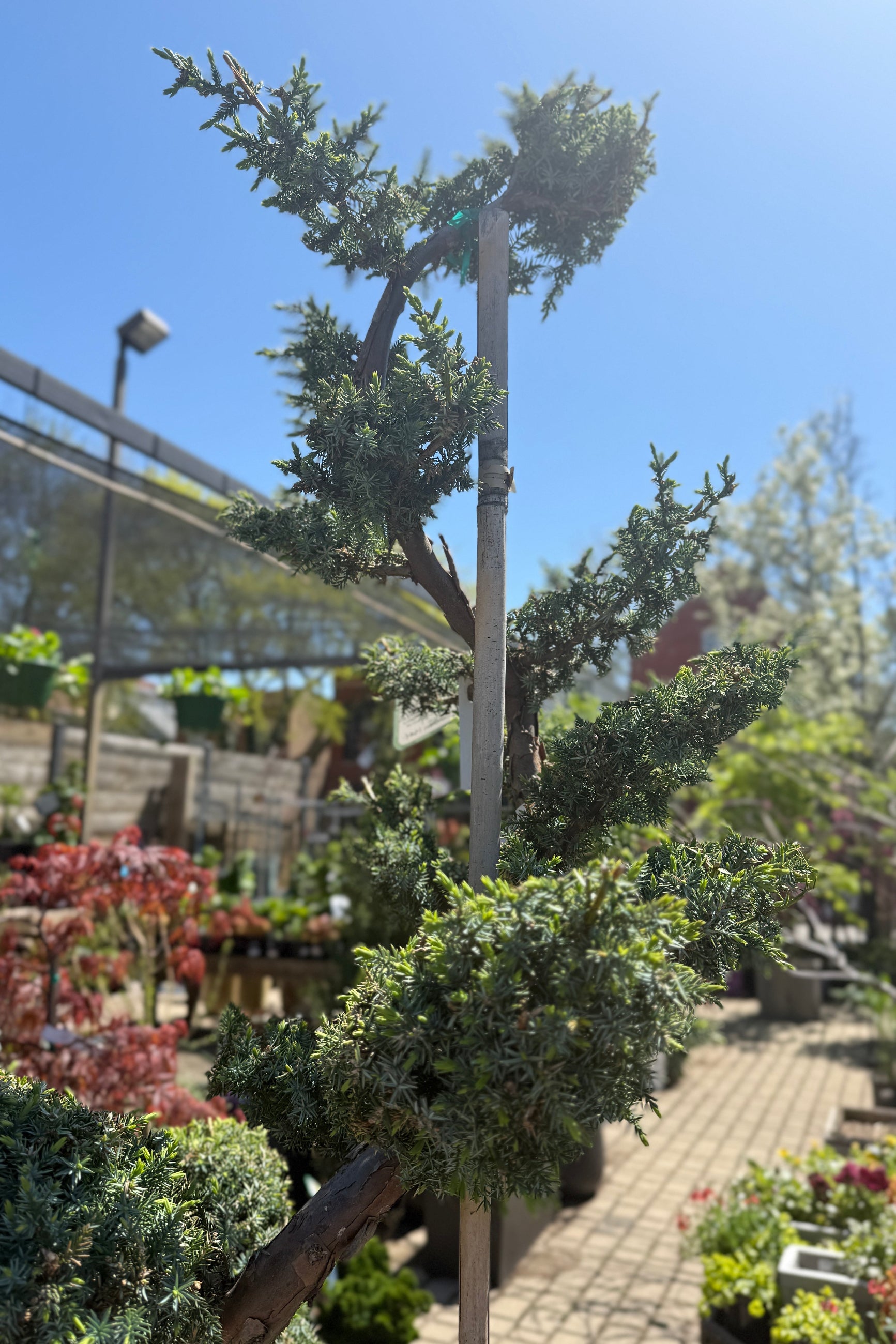 Juniperus chinensis 'Blue Alps' Sculpted detail of the top in April ©Sprout Home