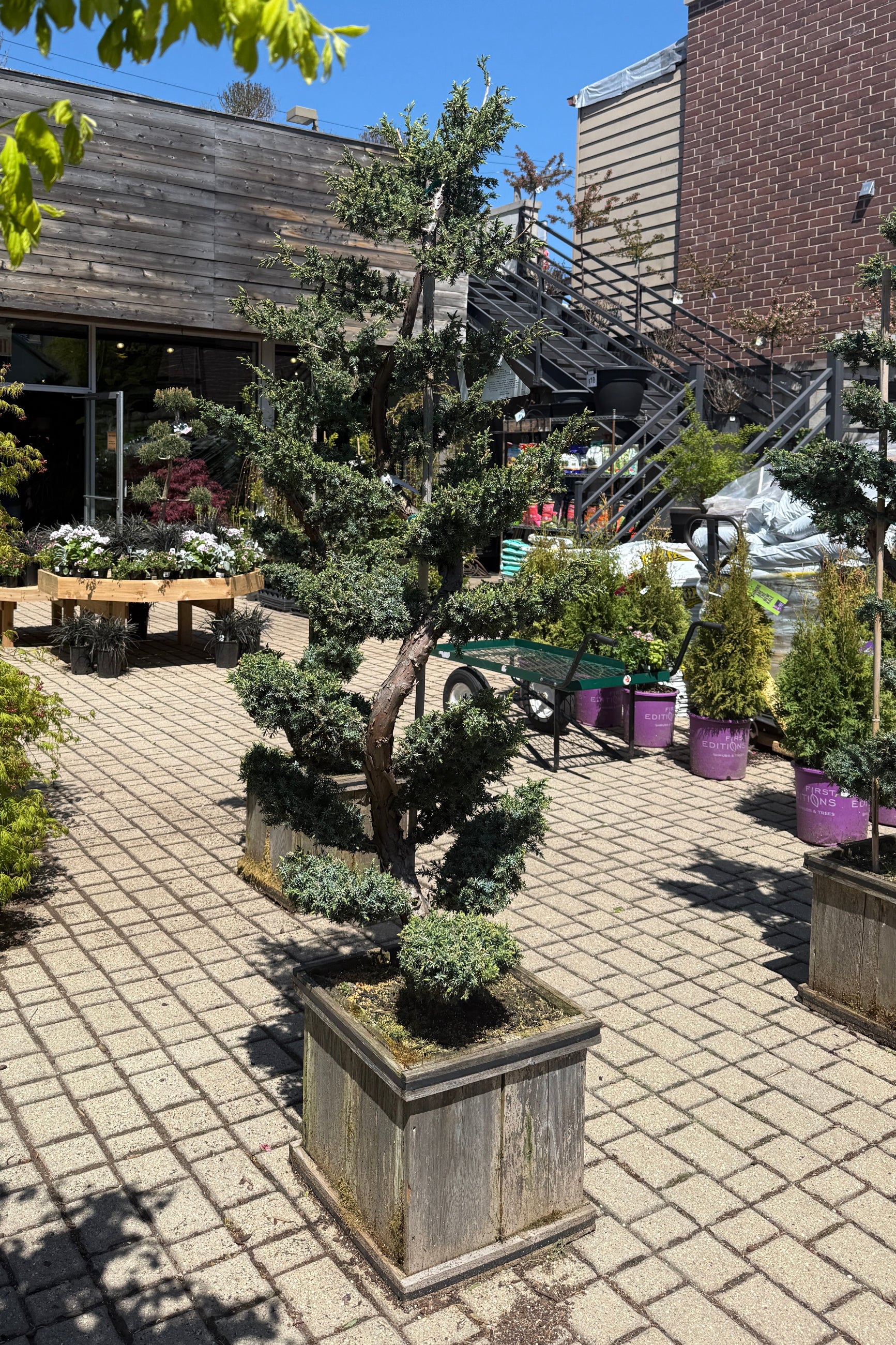 Juniperus chinensis 'Blue Alps' Sculpted in a #15 planter box in April ©Sprout Home