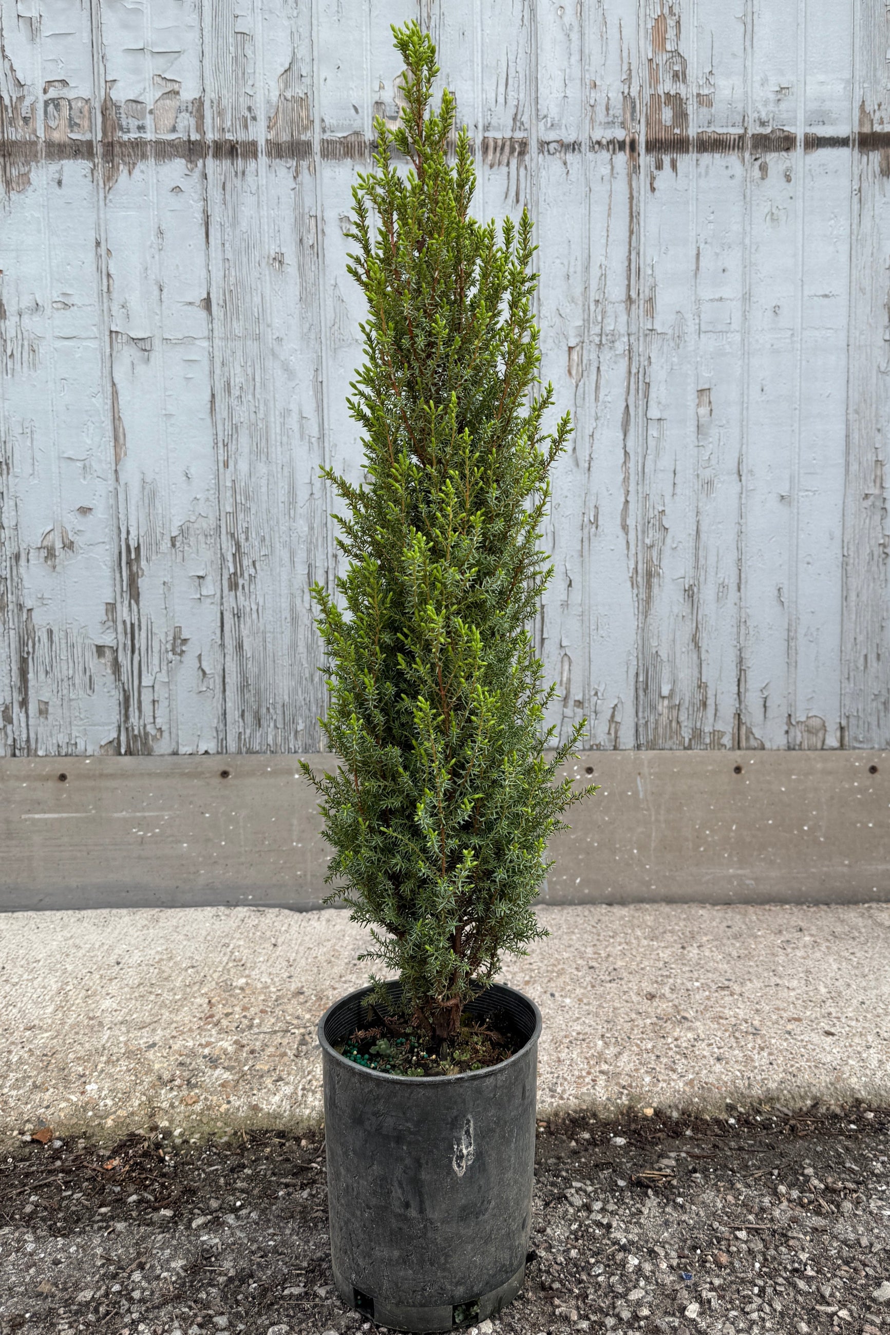 Juniperus compressa common juniper in a #1 growers pot standing tall against a gray wood wall ©Sprout Home