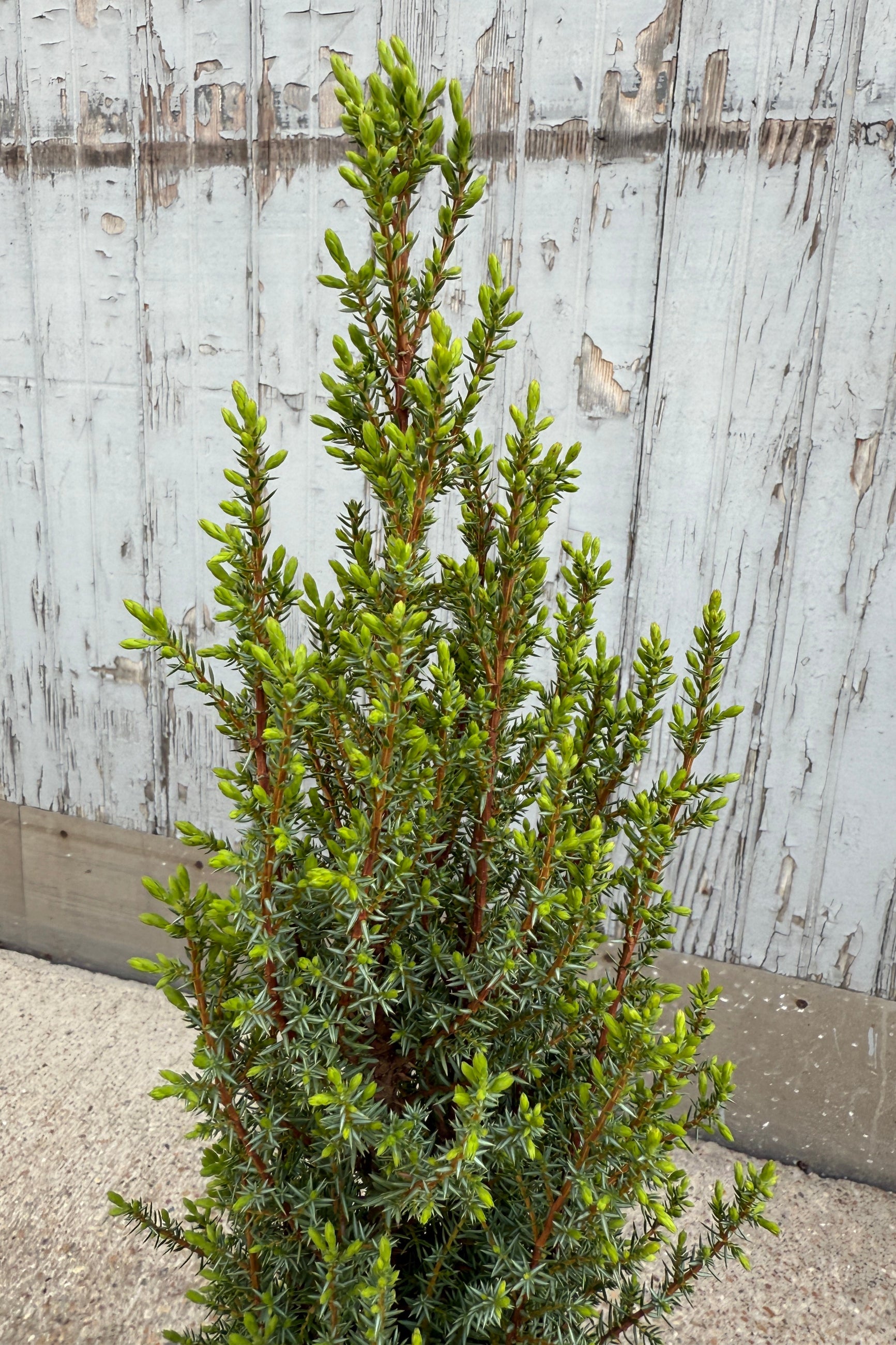 Juniperus compressa common juniper up close with its fresh greens in April (©Sprout Home)