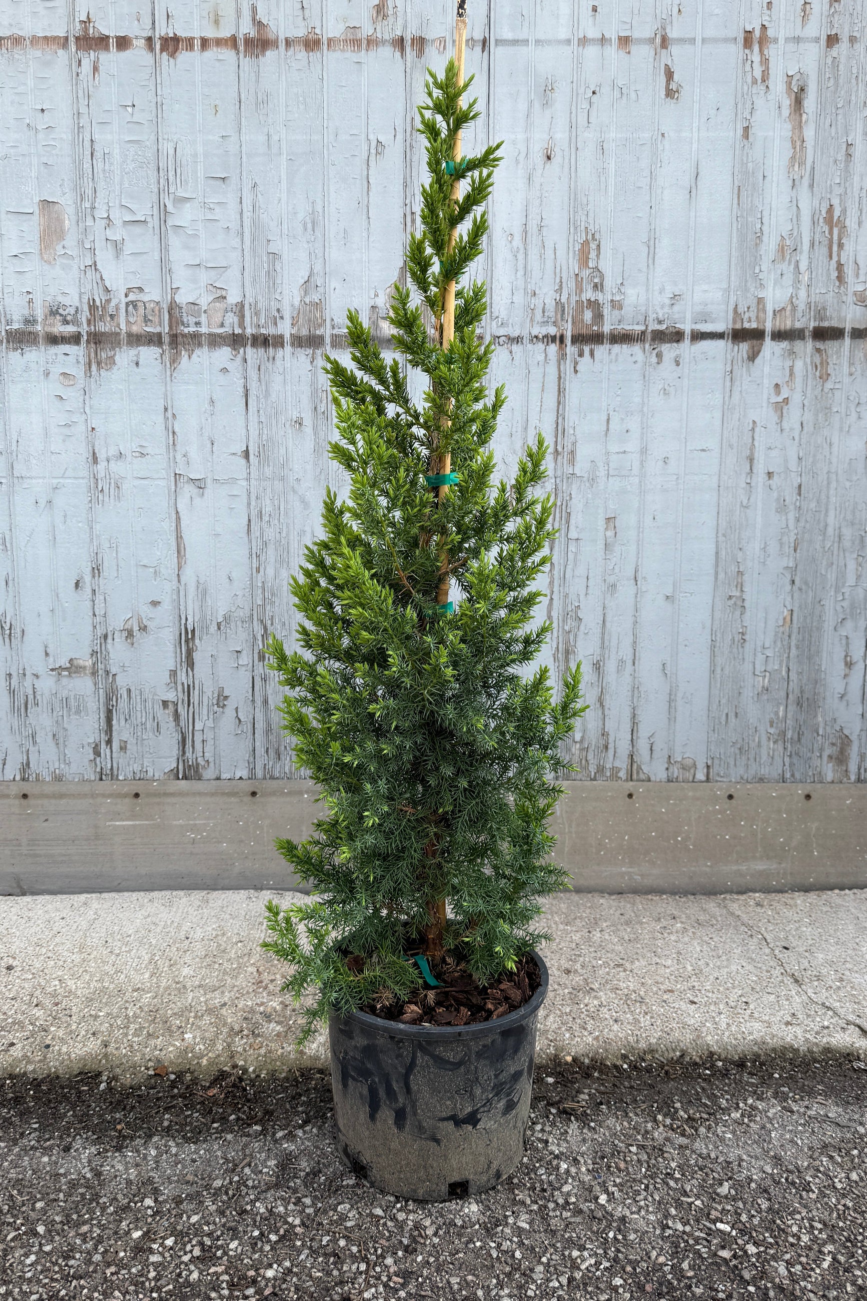 the fresh green needles in April of the Juniperus 'Star Power'  in a #3 growers pot standing against a gray wood wall ©Sprout Home