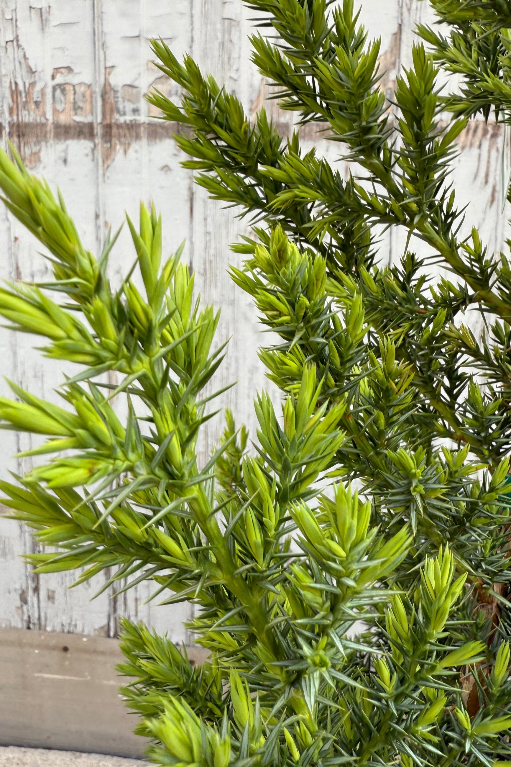 a detail of the fresh green needles in April of the Juniperus 'Star Power' ©Sprout Home