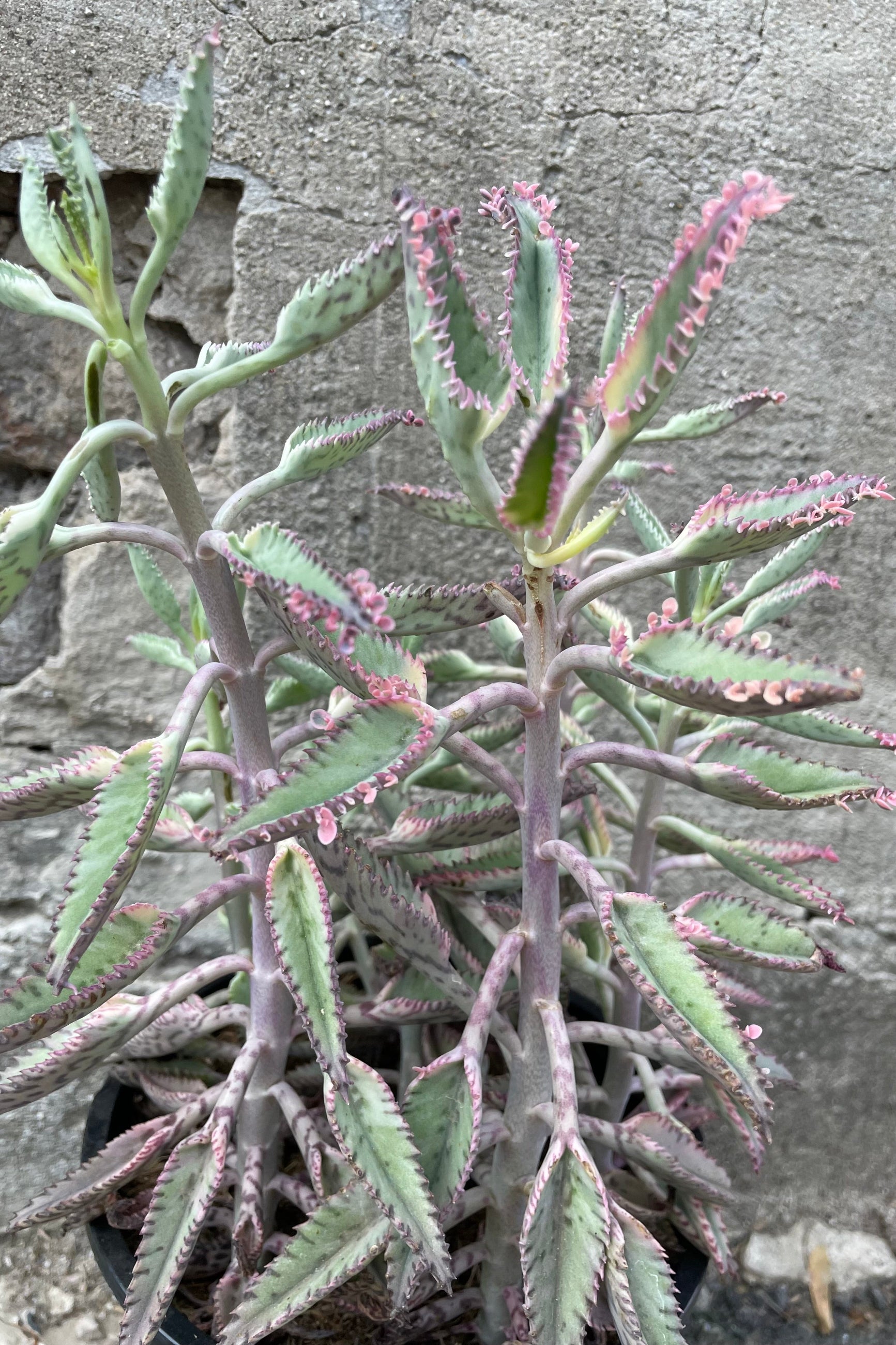 A detailed view of Kalanchoe 'Pink Butterflies' #1 against concrete backdrop