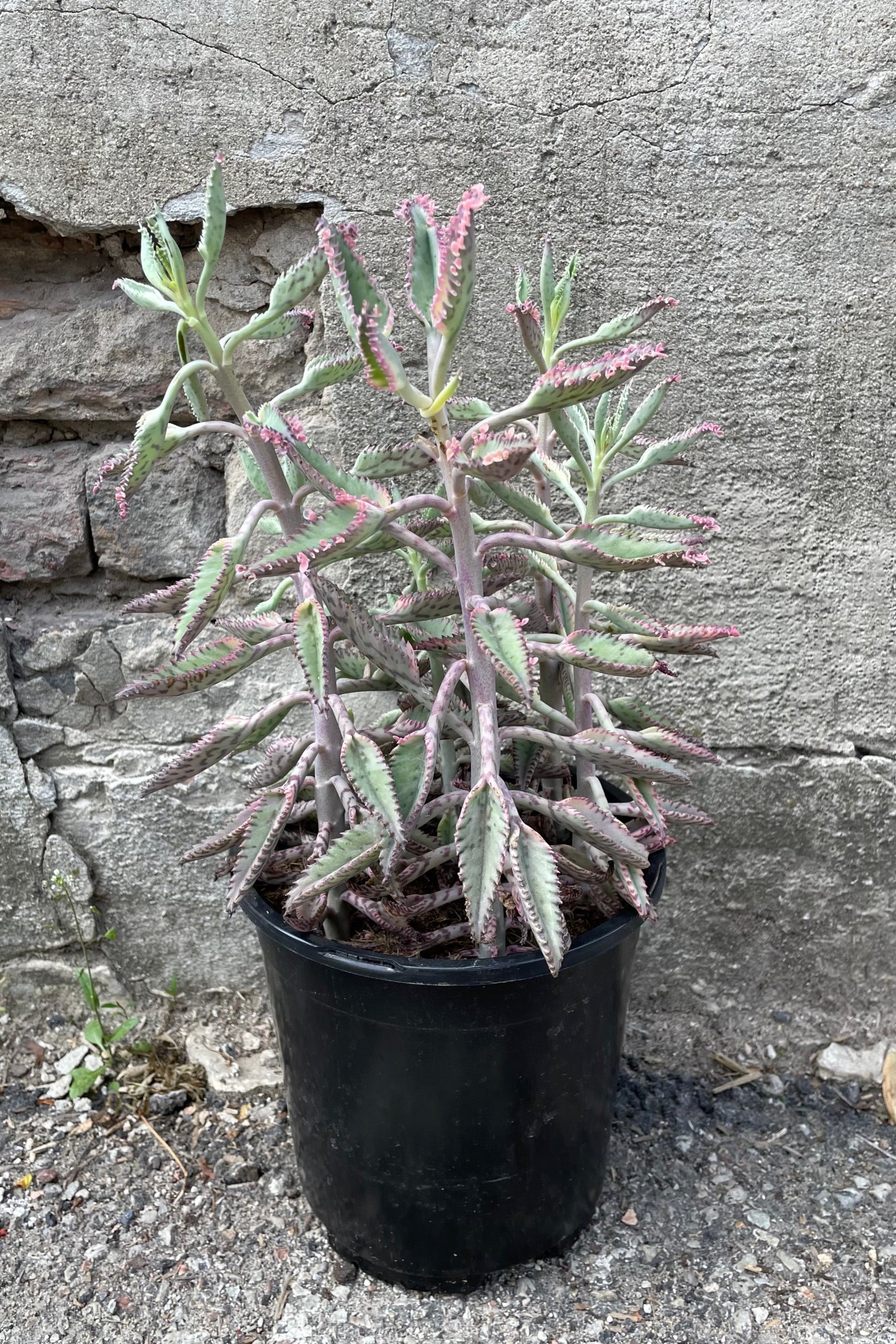 A full view of Kalanchoe 'Pink Butterflies' #1 against concrete backdrop