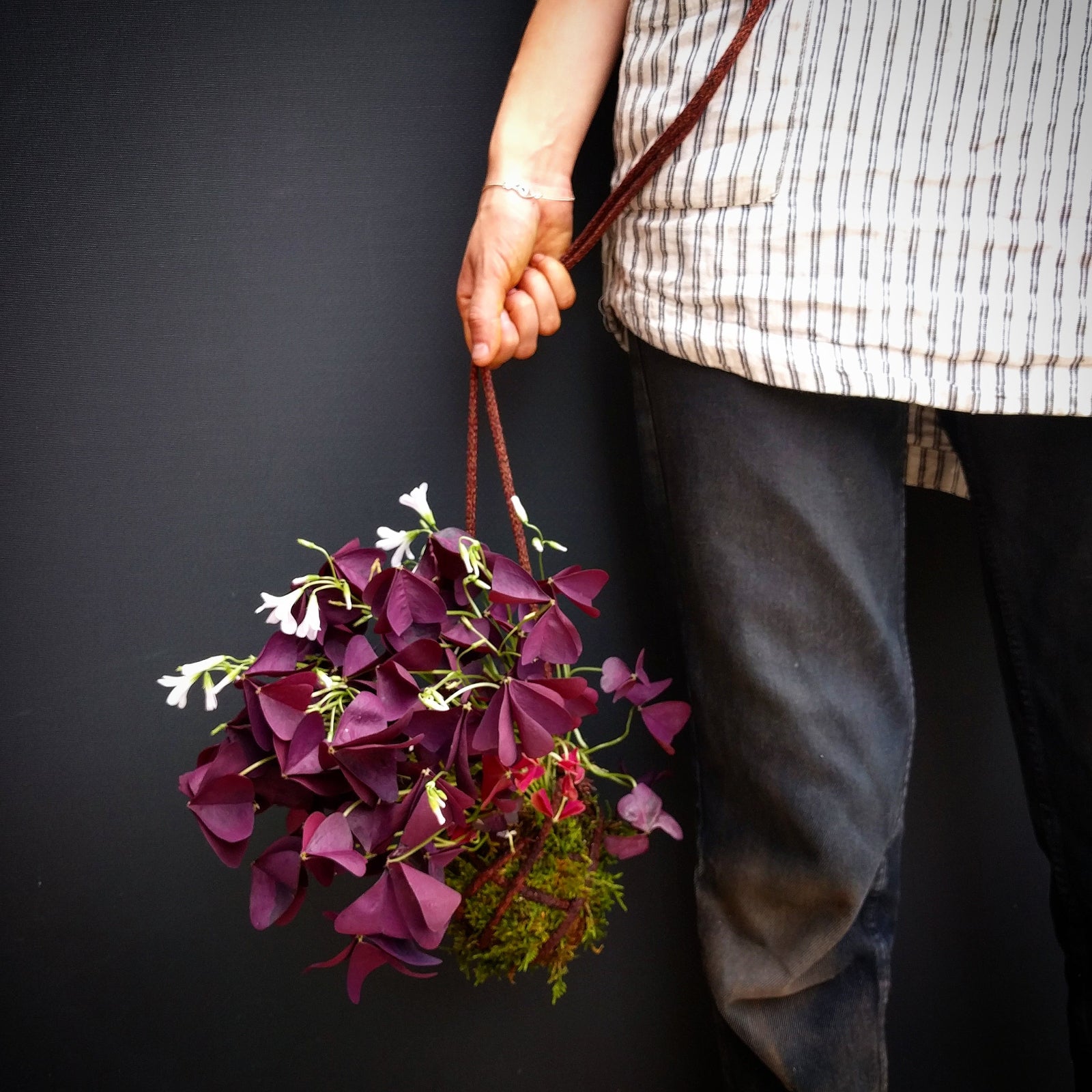 A Kokedama planted with purple shamrock behind held in hand and resting and knee level in front of a gray background by Sprout-home