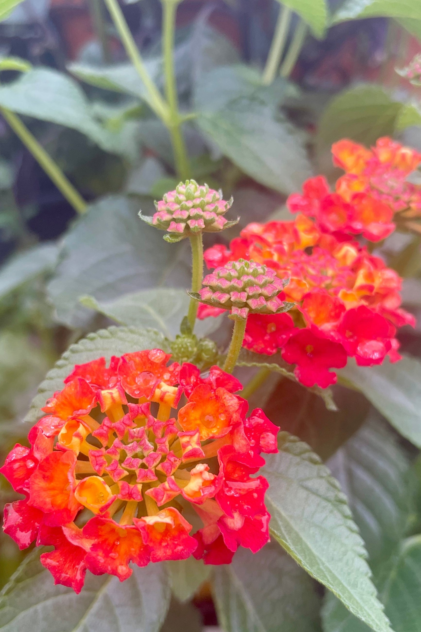 A close of the bright red with yellow throated flowers of the Lantana 'Shamrock Red' annual in May at Sprout-home.  ©Sprout Home