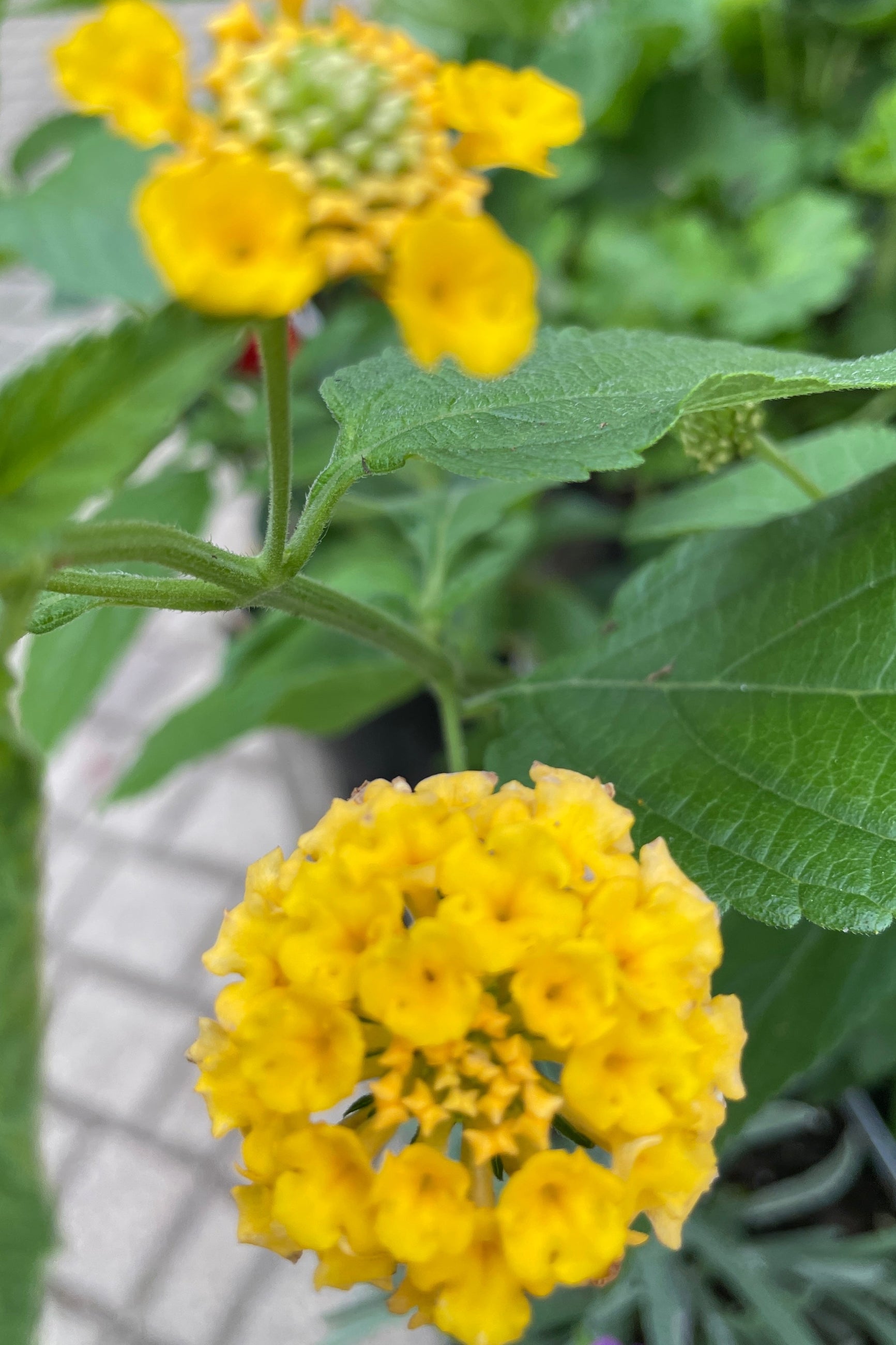 Lantana 'Landmark Gold' in bloom mid May at Sprout-home with its golden flat pom pom type flowers. ©Sprout Home