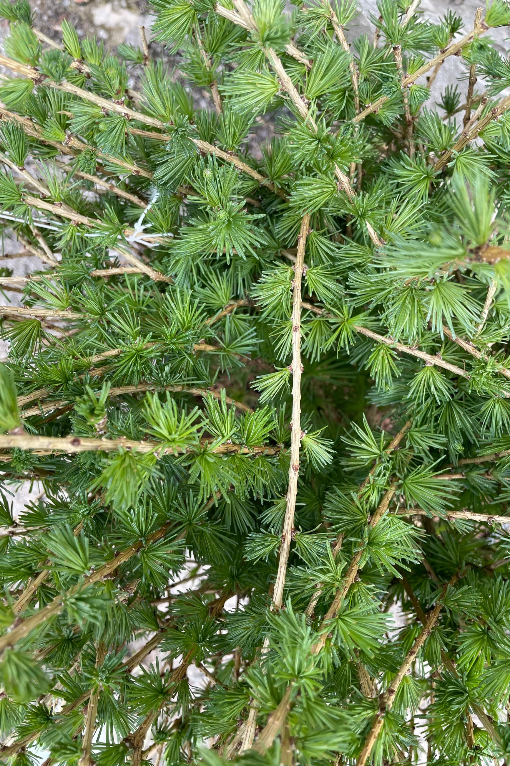 detail picture of the soft needle like green leaves of the Larix 'Drag' the beginning of May showing fresh growth.  ©Sprout Home