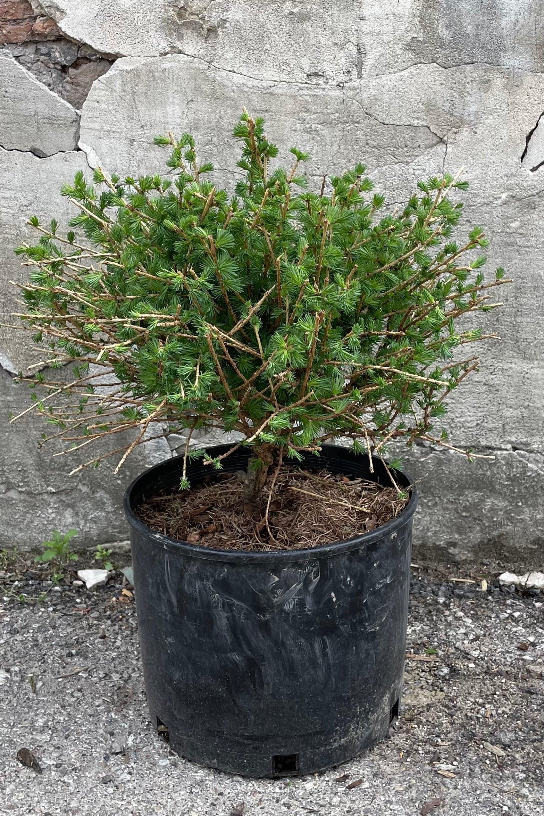 Larix 'Prag' the beginning of May starting to show its fresh green growth in a #3 pot.  ©Sprout Home
